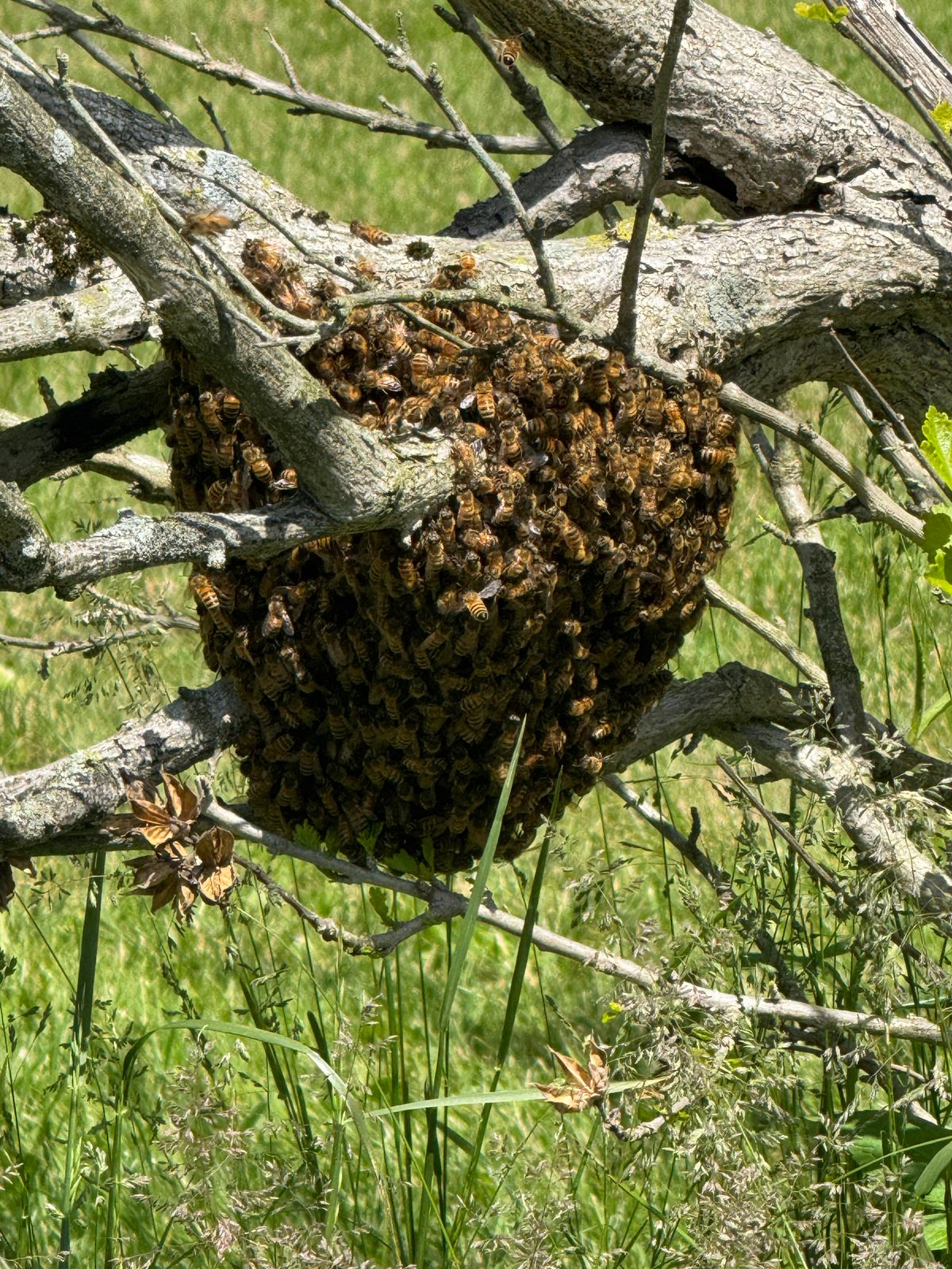 Understanding the Lifecycle of a Honey Bee Colony