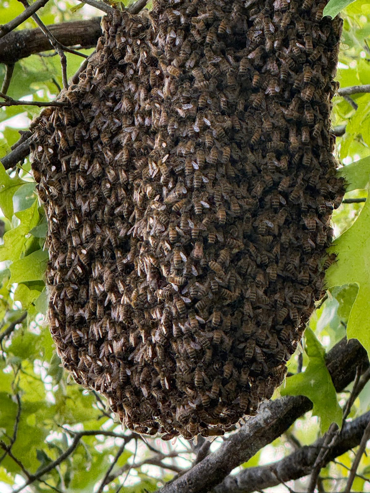 Reported a Bee Swarm in Alaska? Here’s What Happens Next