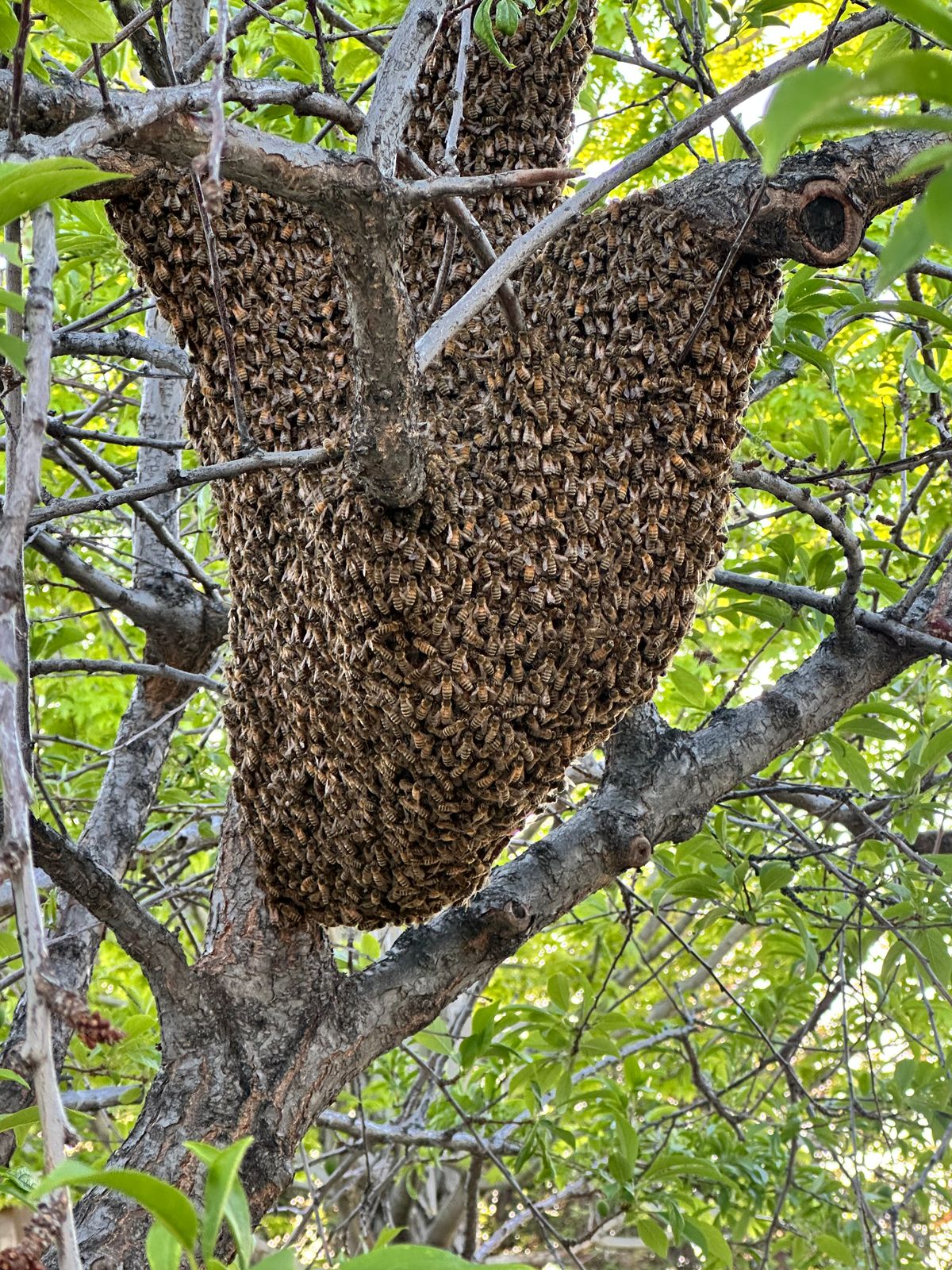 How Many Bees Are in a Swarm? A Guide to Reporting