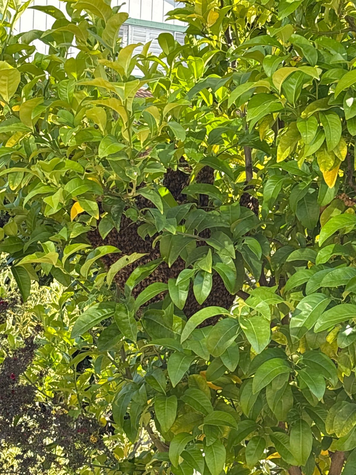 Illinois Swarm Season: Calling All Beekeepers!