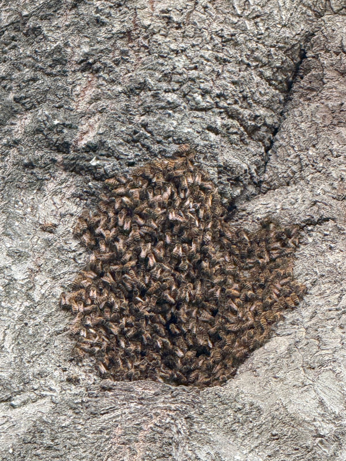Reported a Bee Swarm in Hawaii? What Happens Next