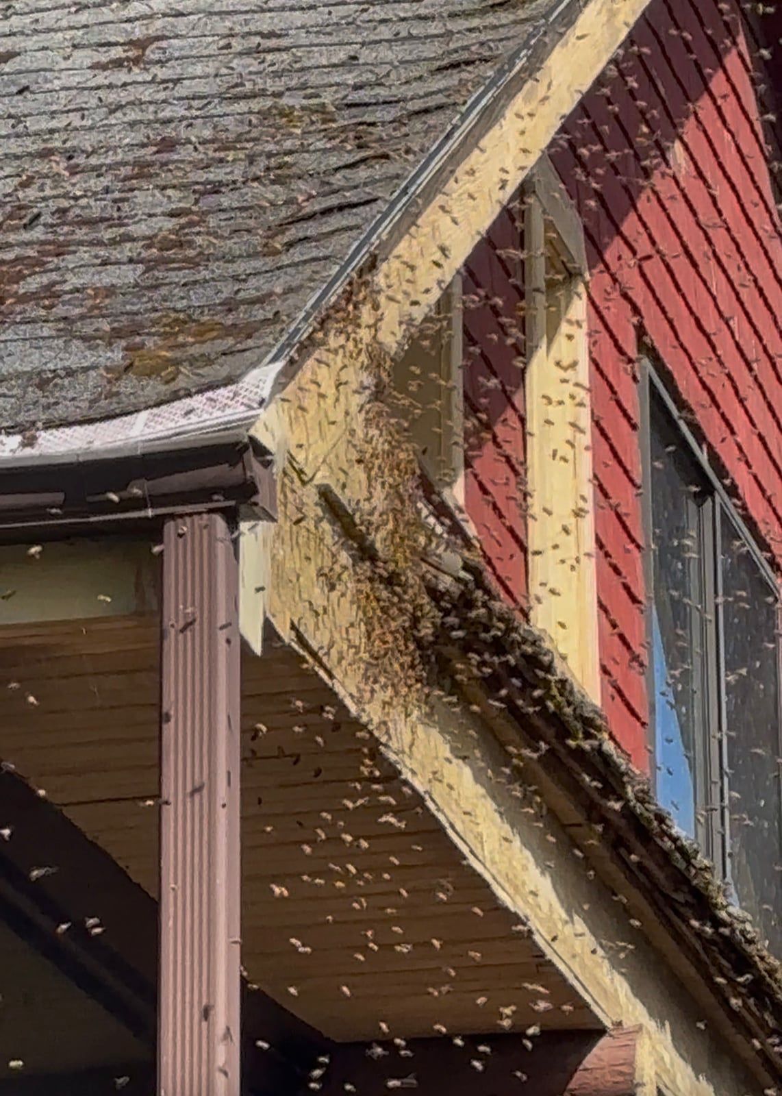 Nevada Bee Hive Removal: A Homeowner's Guide