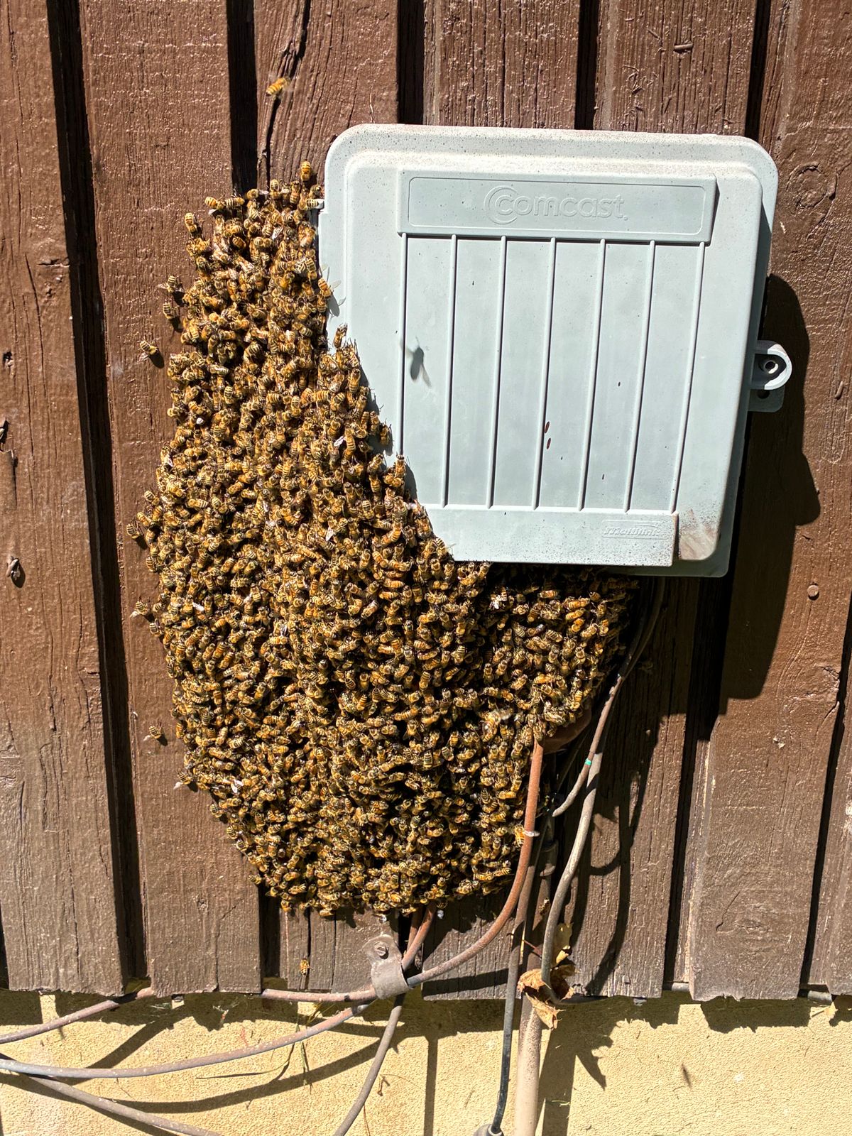 Reported a Bee Swarm in Missouri? What Happens Next