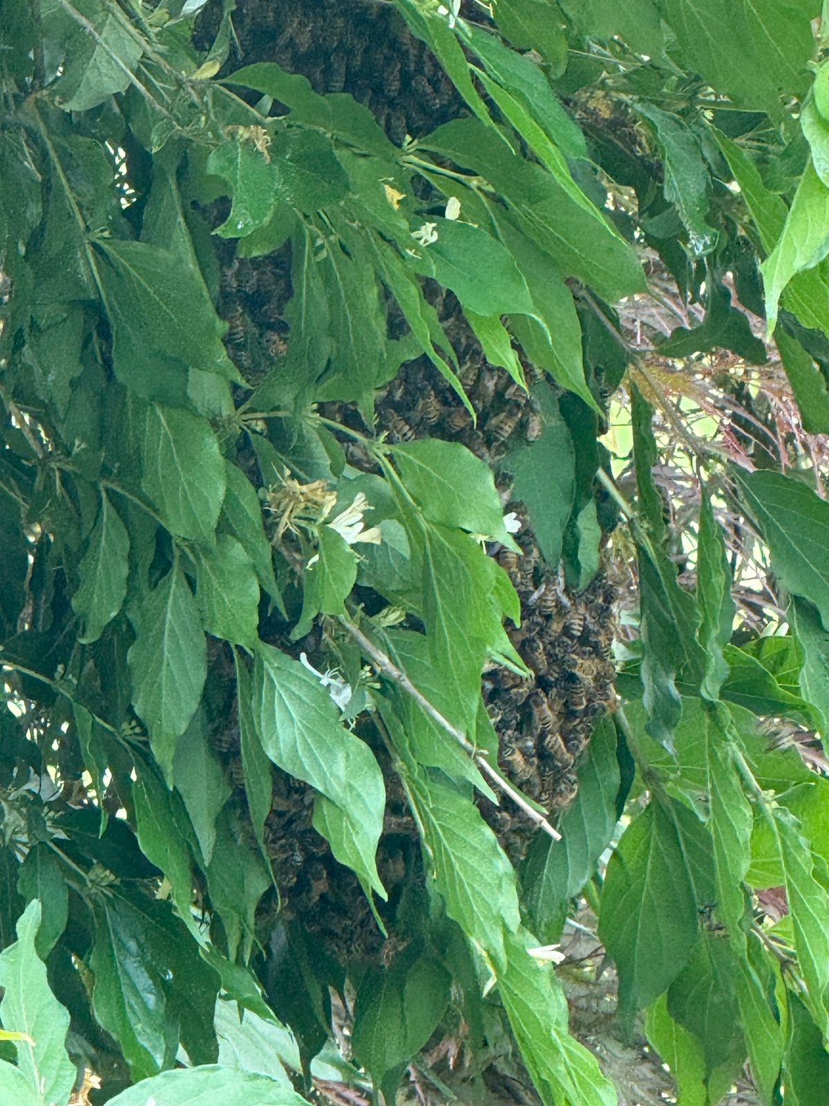 Saw a Bee Swarm in NJ? Here's What Happens Next