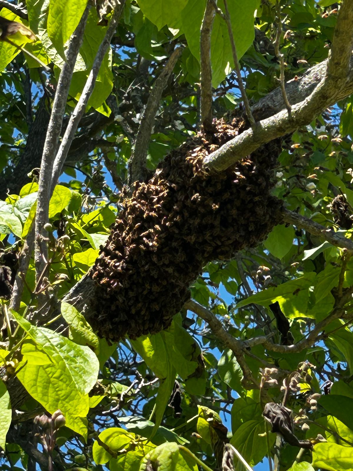 5 Signs a Bee Swarm is Nearby (And What to Do Next)