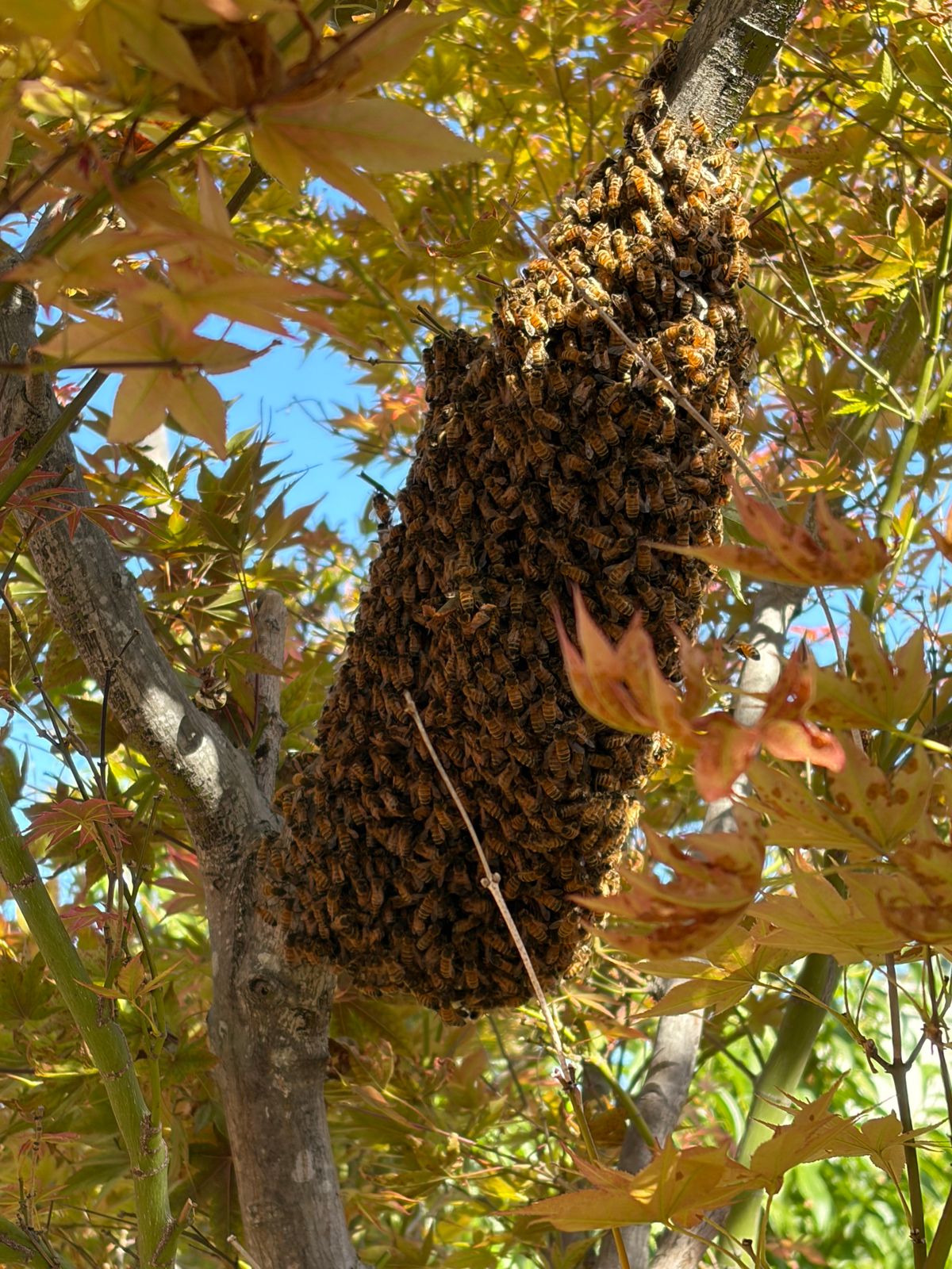 What to Expect After Reporting a Bee Swarm in Minnesota