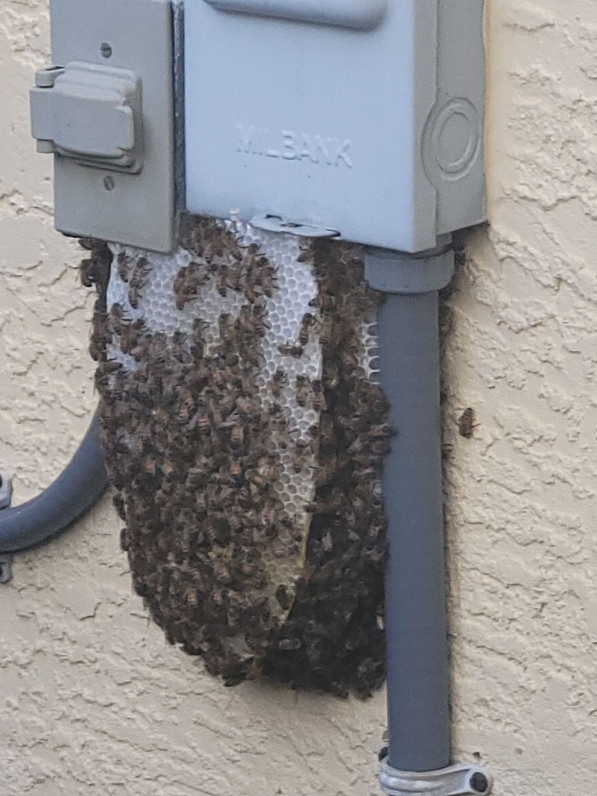 A Beekeeper's Guide to Swarm Collection in Delaware