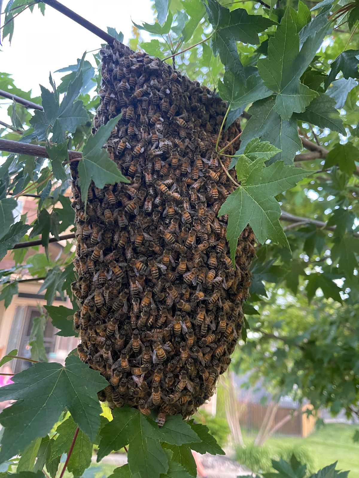 How to Safely Report and Handle a Bee Swarm