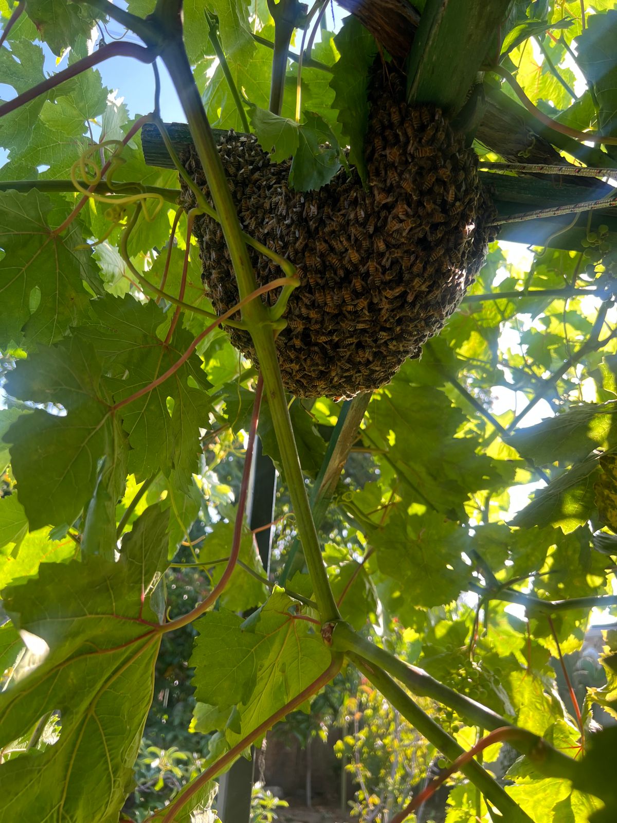 Reported a Bee Swarm in Idaho? Here’s What Happens Next