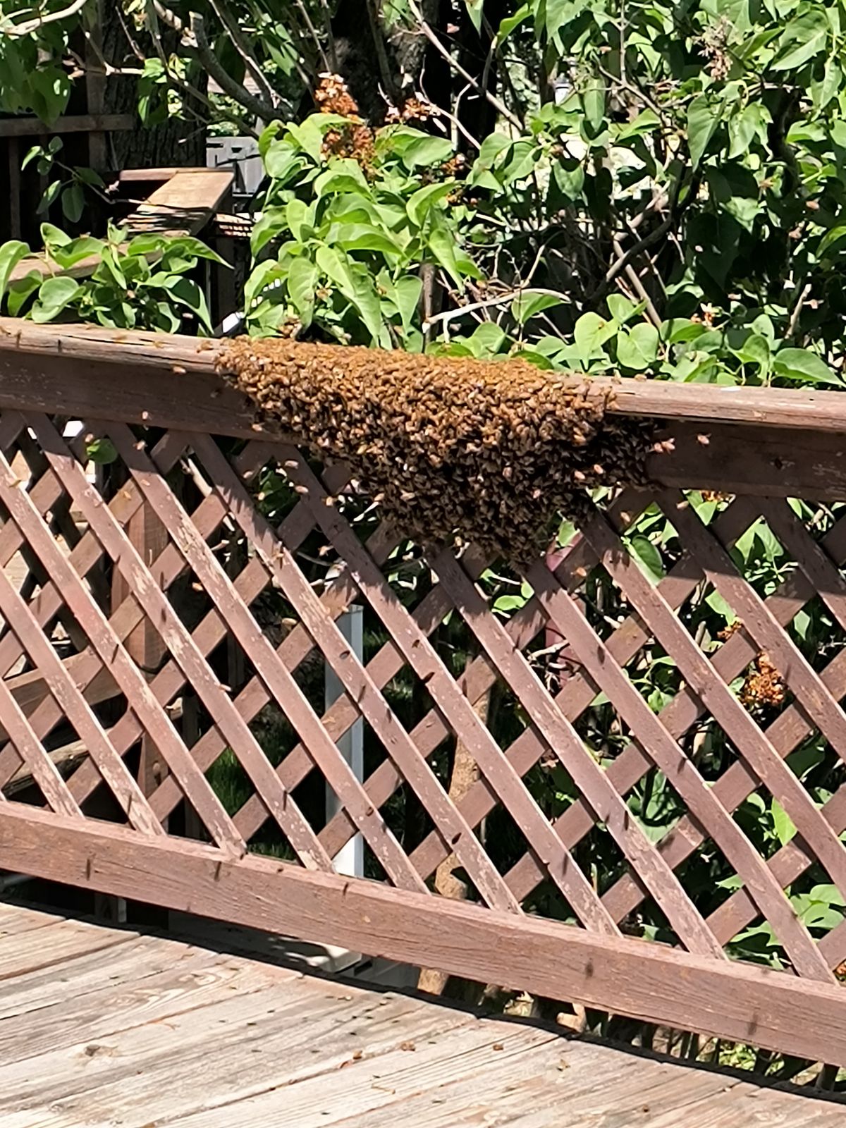 Reported a Bee Swarm in Nebraska? Here's What Comes Next