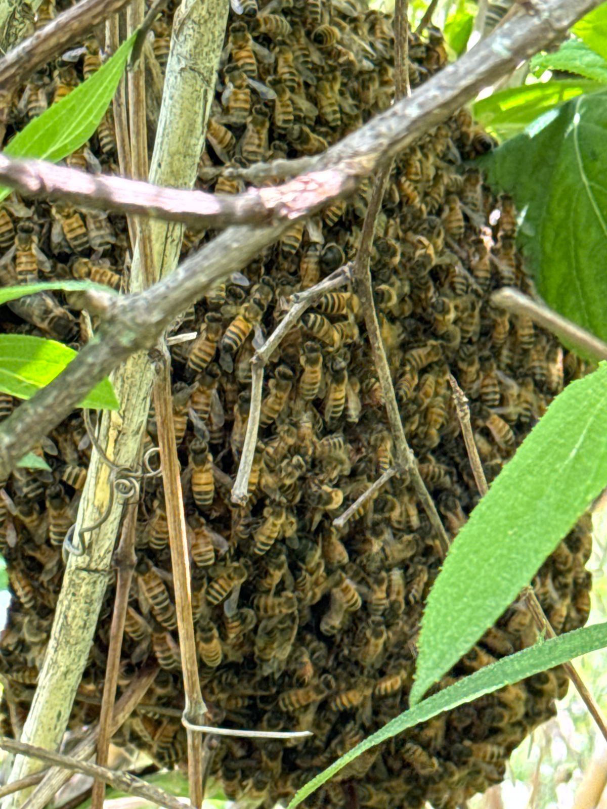 Reported a Bee Swarm in Colorado? What to Expect Next