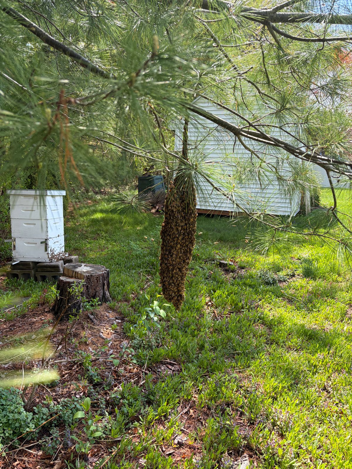 Reported a Bee Swarm in Delaware? Here’s What Happens Next