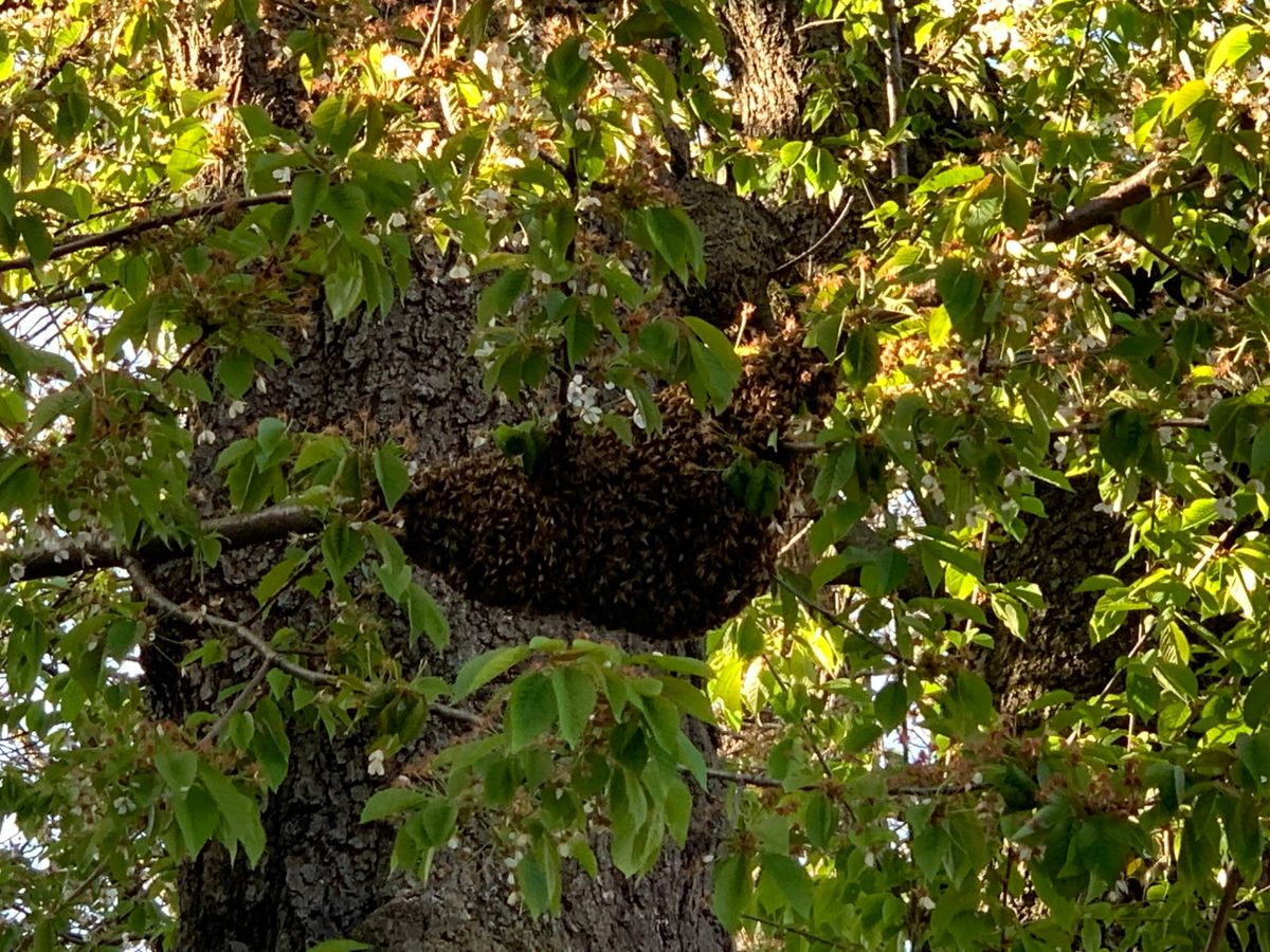 Spring Bee Swarms in The Magnolia State: A Guide