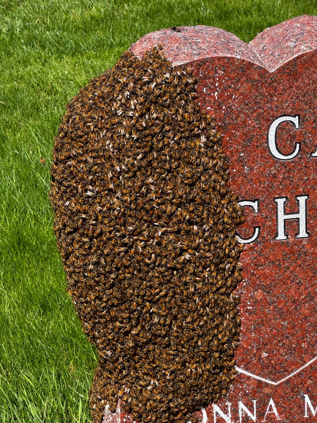 Montana Bee Swarm Calendar: A Spring Guide