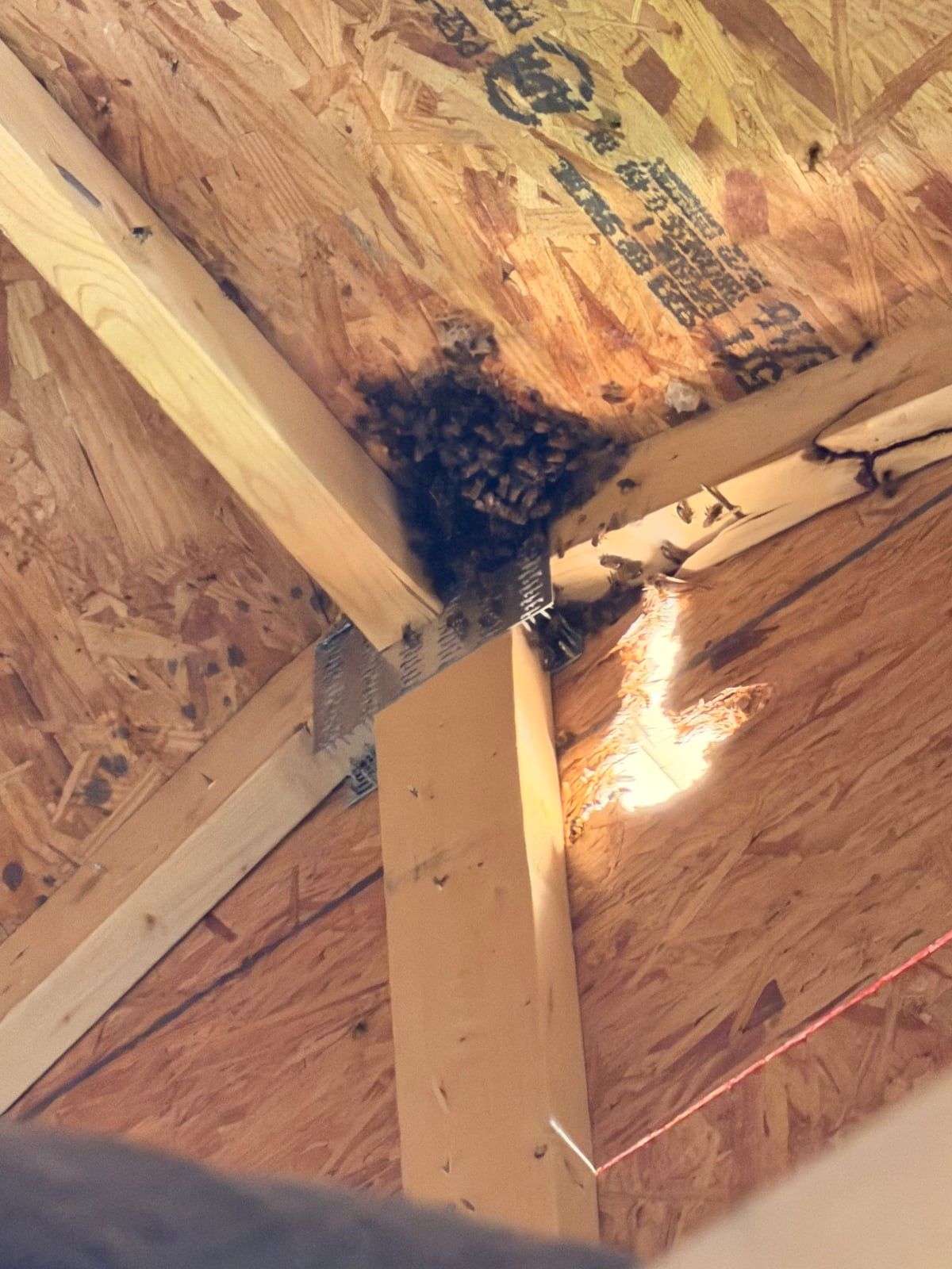 Utah's Bee Swarm Calendar: A Guide for Spring