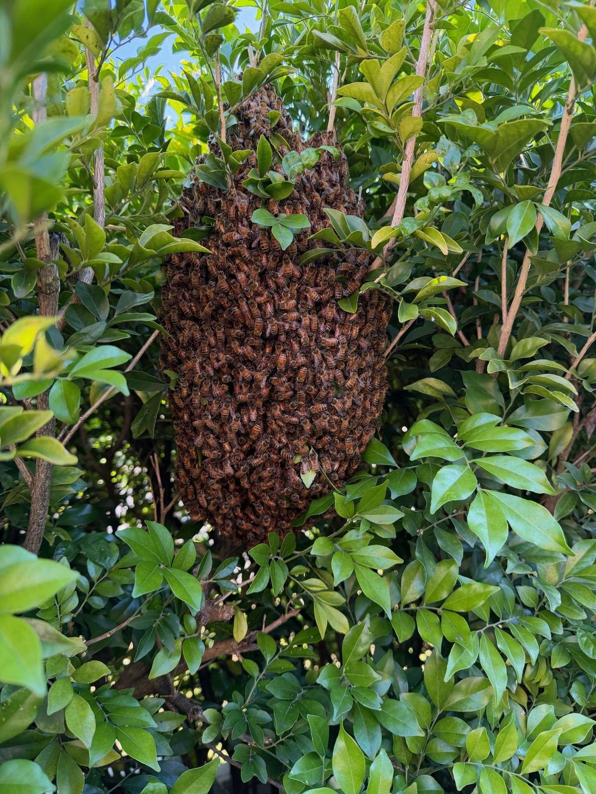 California Beekeepers: Ready for Early 2026 Swarms?