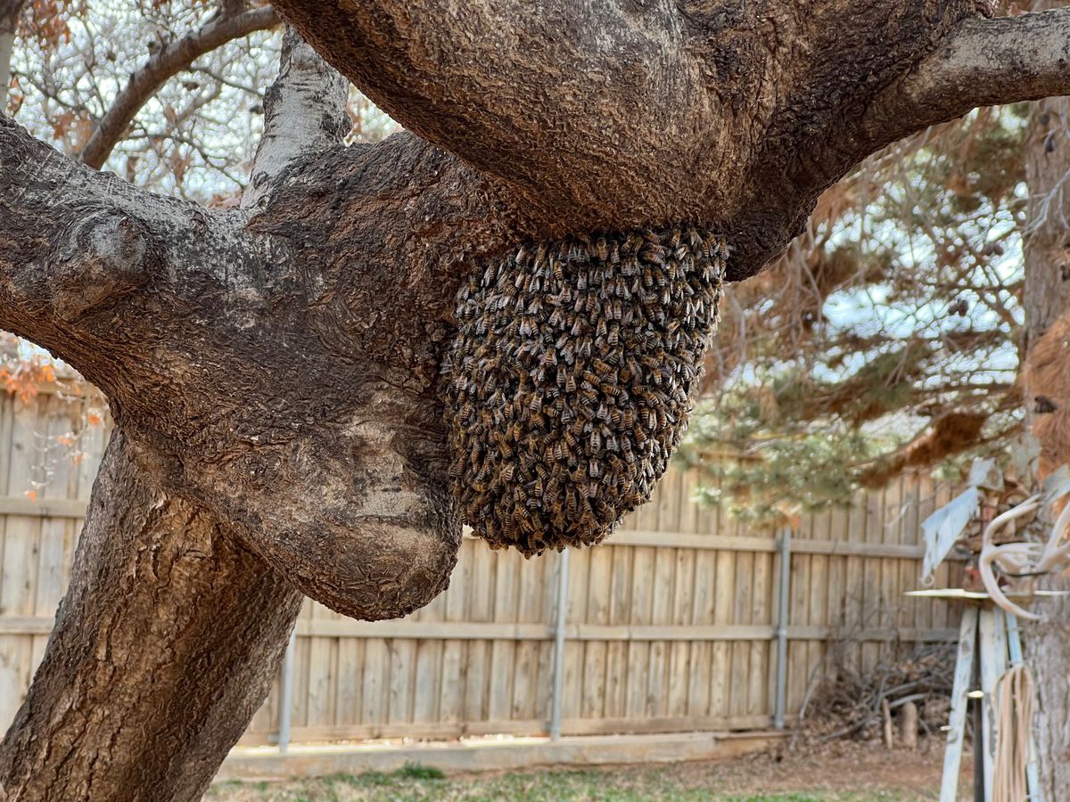 Getting Ready for Spring Swarms and Protecting Honey Bees