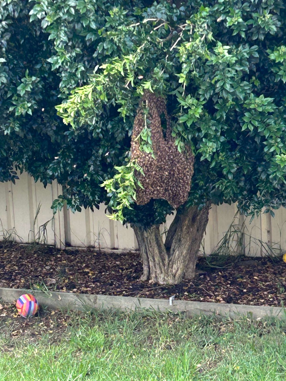 Active Bees in Winter? What to Do in Texas