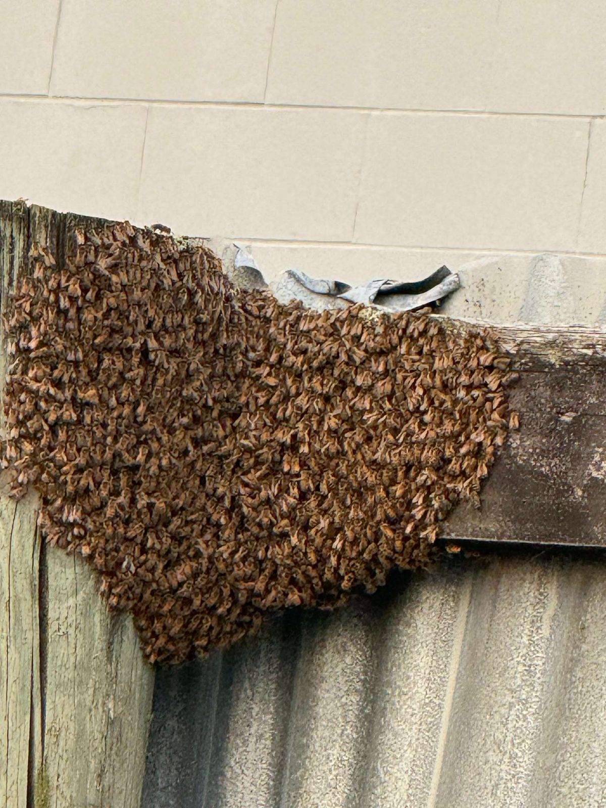 Reported a Bee Swarm in Louisiana? What Happens Next
