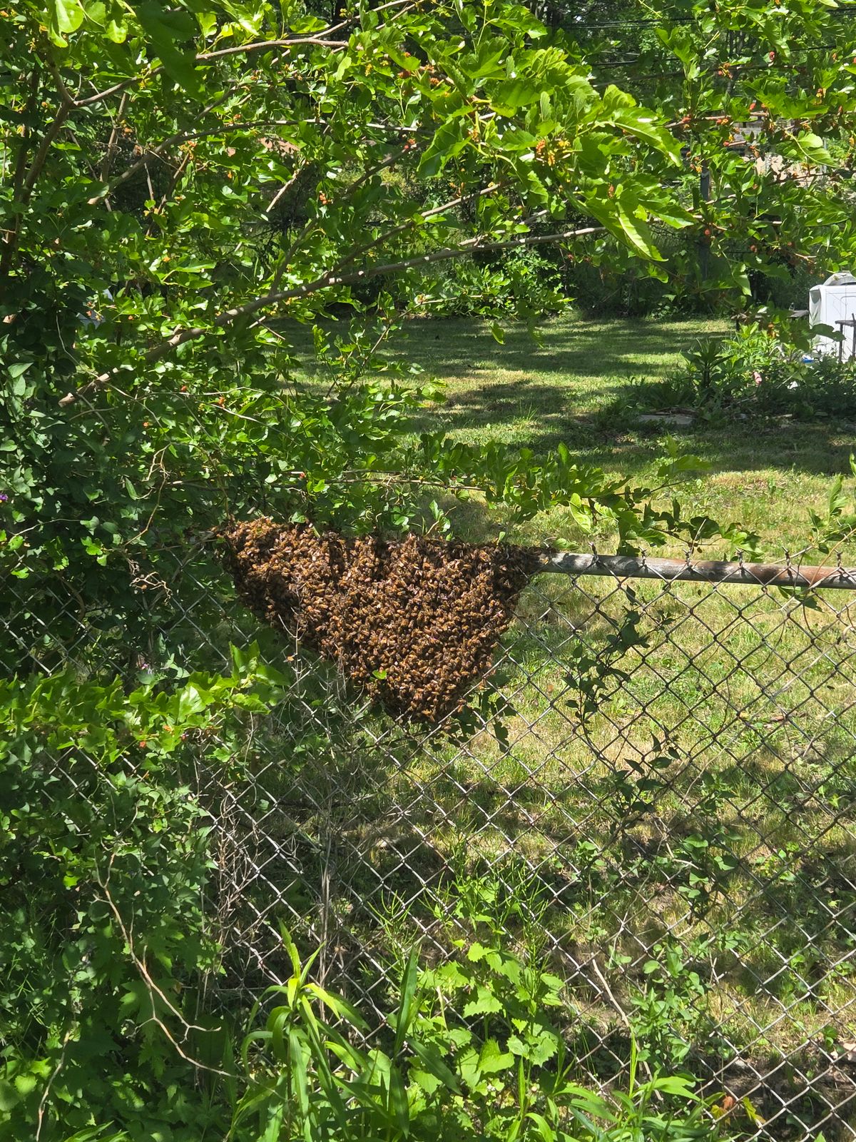 Found a Bee Swarm in Idaho? Here’s What Happens Next