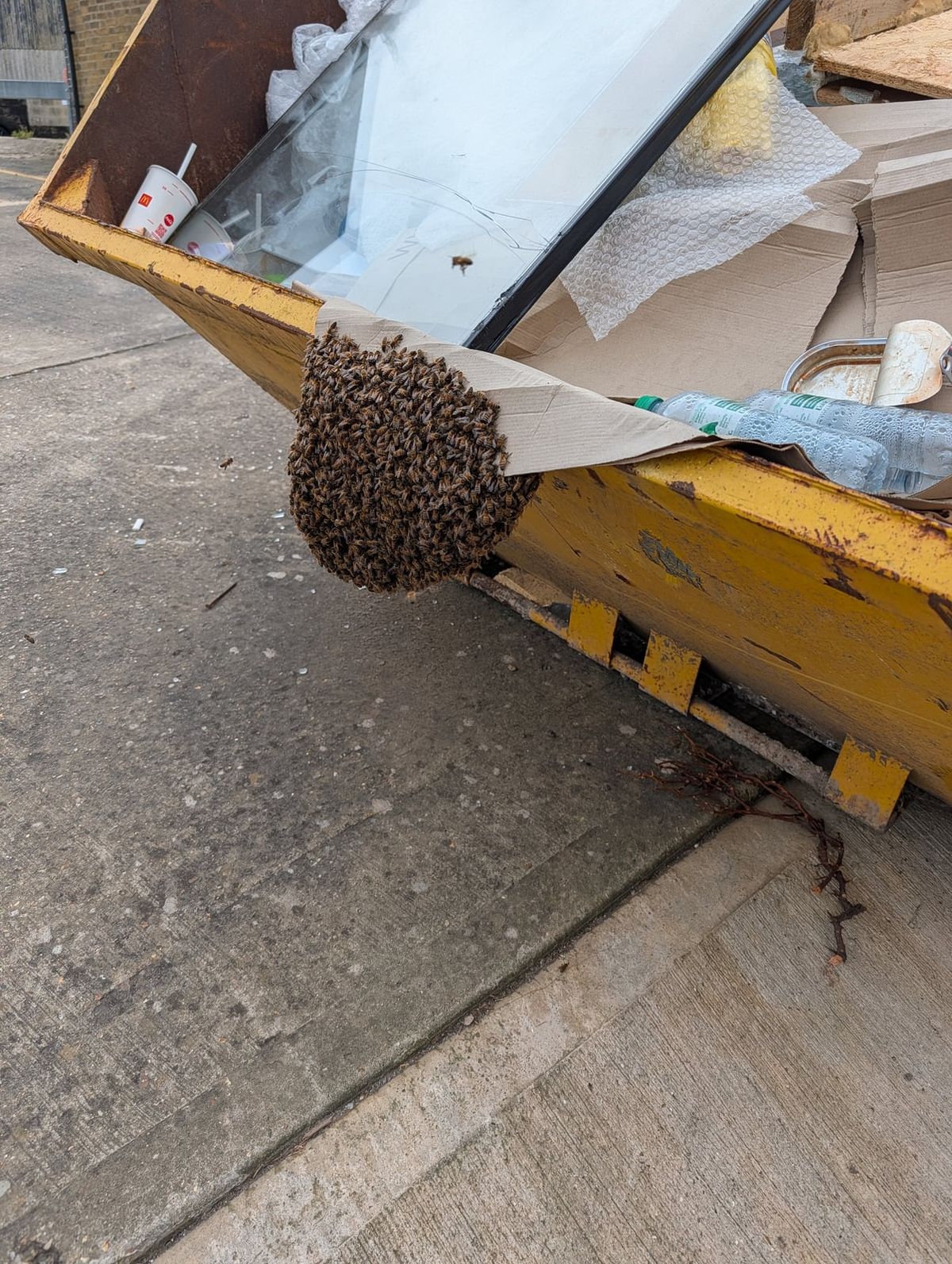 A Texan's Guide to Spring Honey Bee Swarms