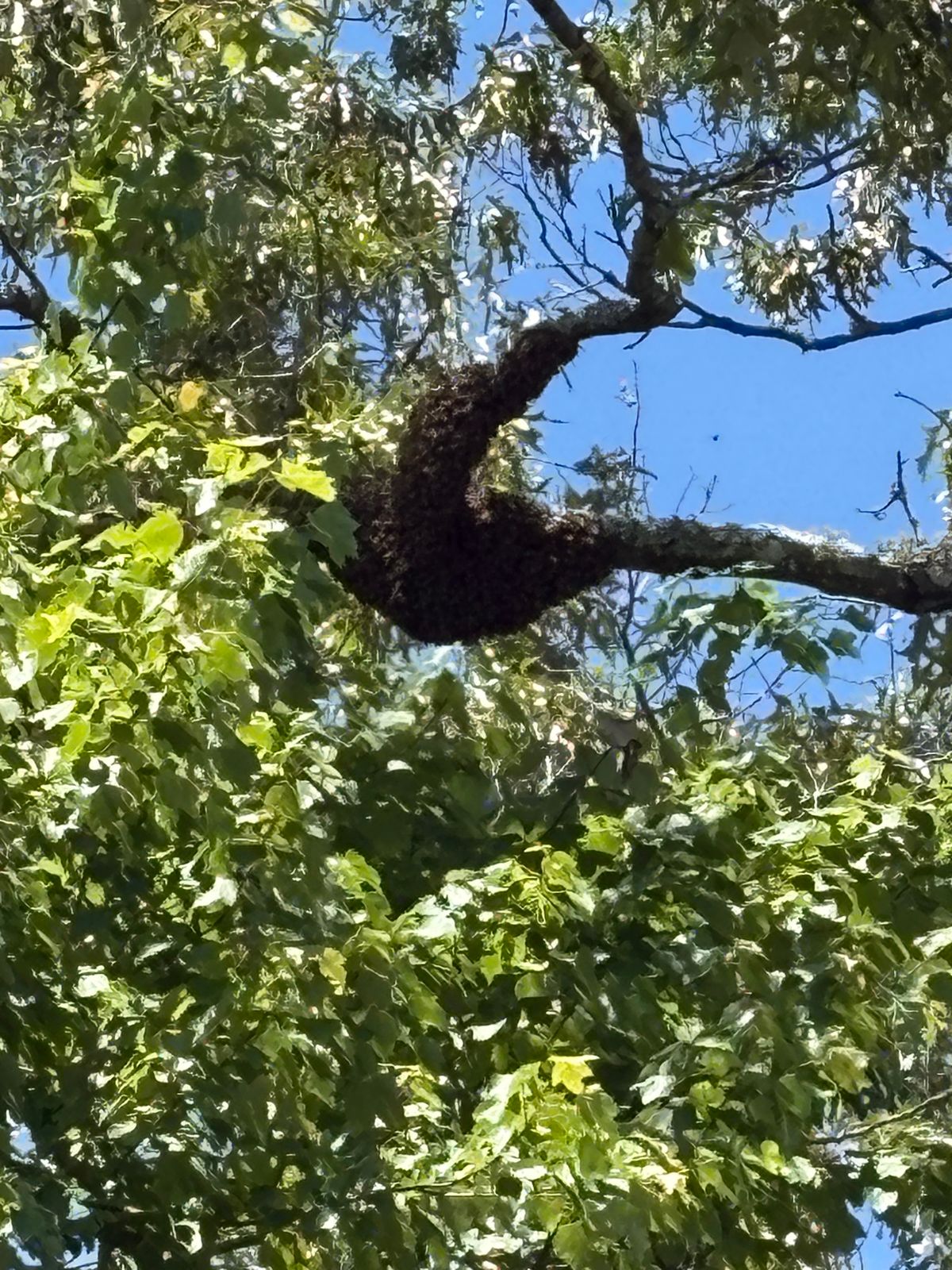 A Beekeeper's Guide to Swarm Rescue in Nevada