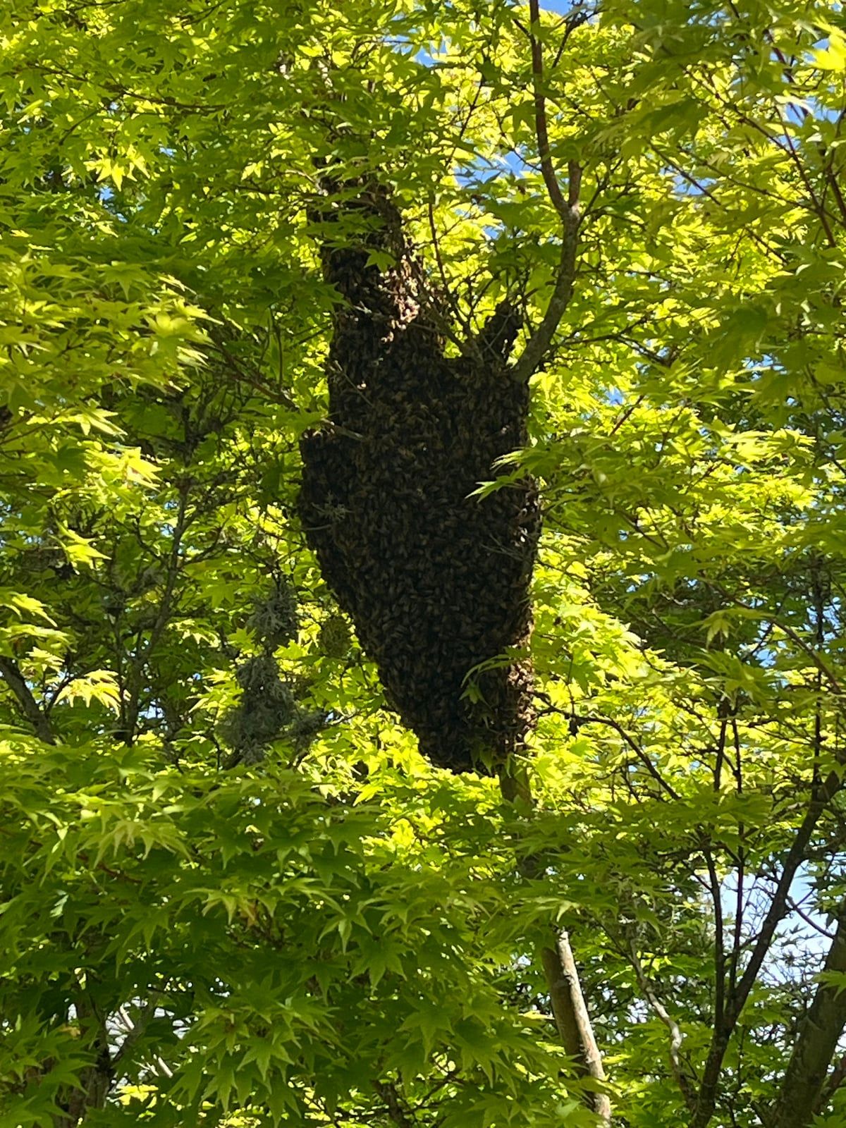 Why Austin is a Hotbed for Swarm Rescues: A Beekeeper's Perspective