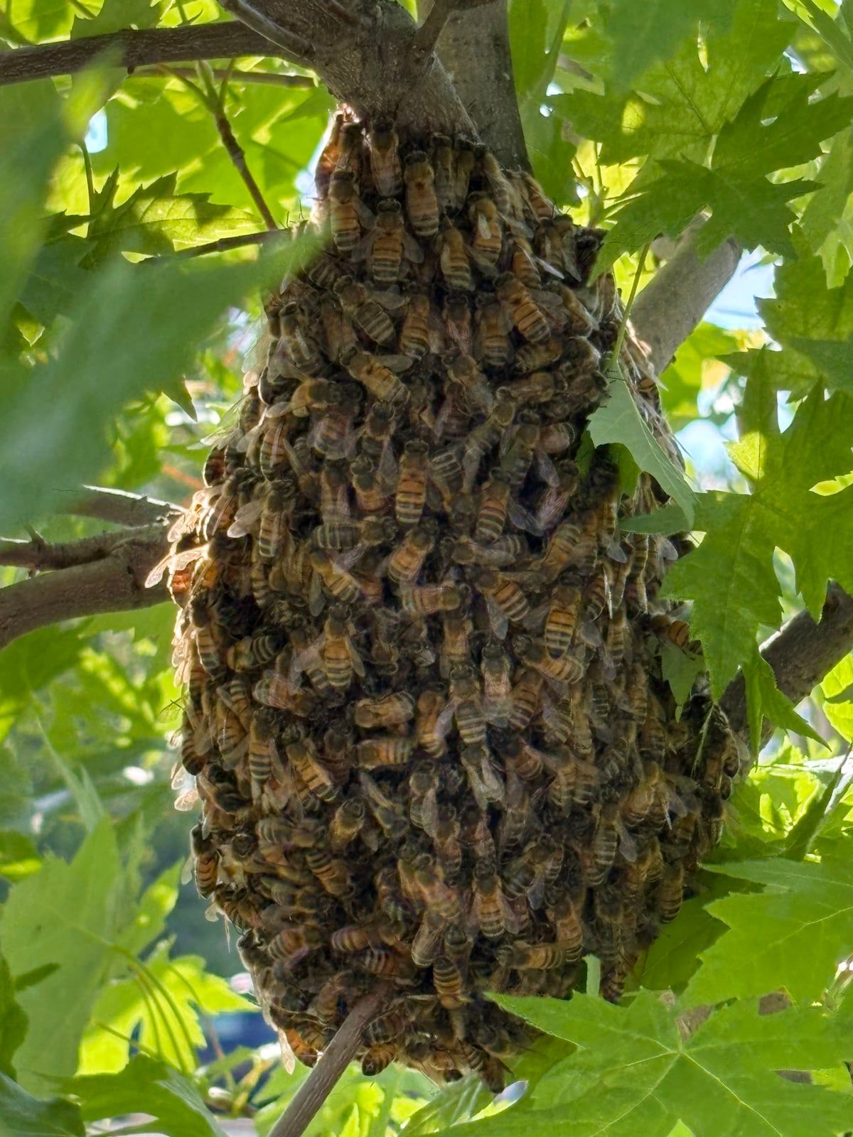 Rhode Island Bee Swarm Removal: A Guide for Spring