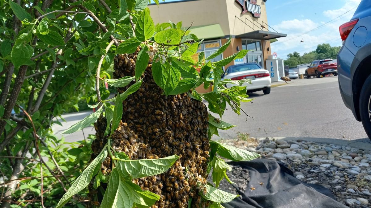 A Guide to Maine's Spring Honey Bee Swarm Season