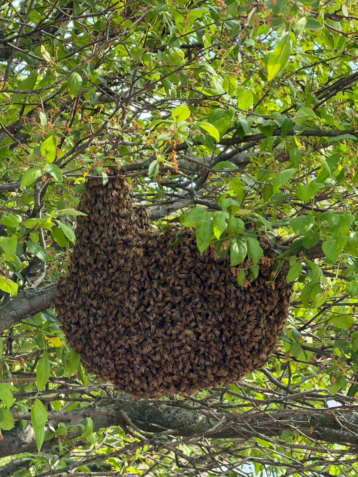 Reported a Bee Swarm in Virginia? Here's What to Expect