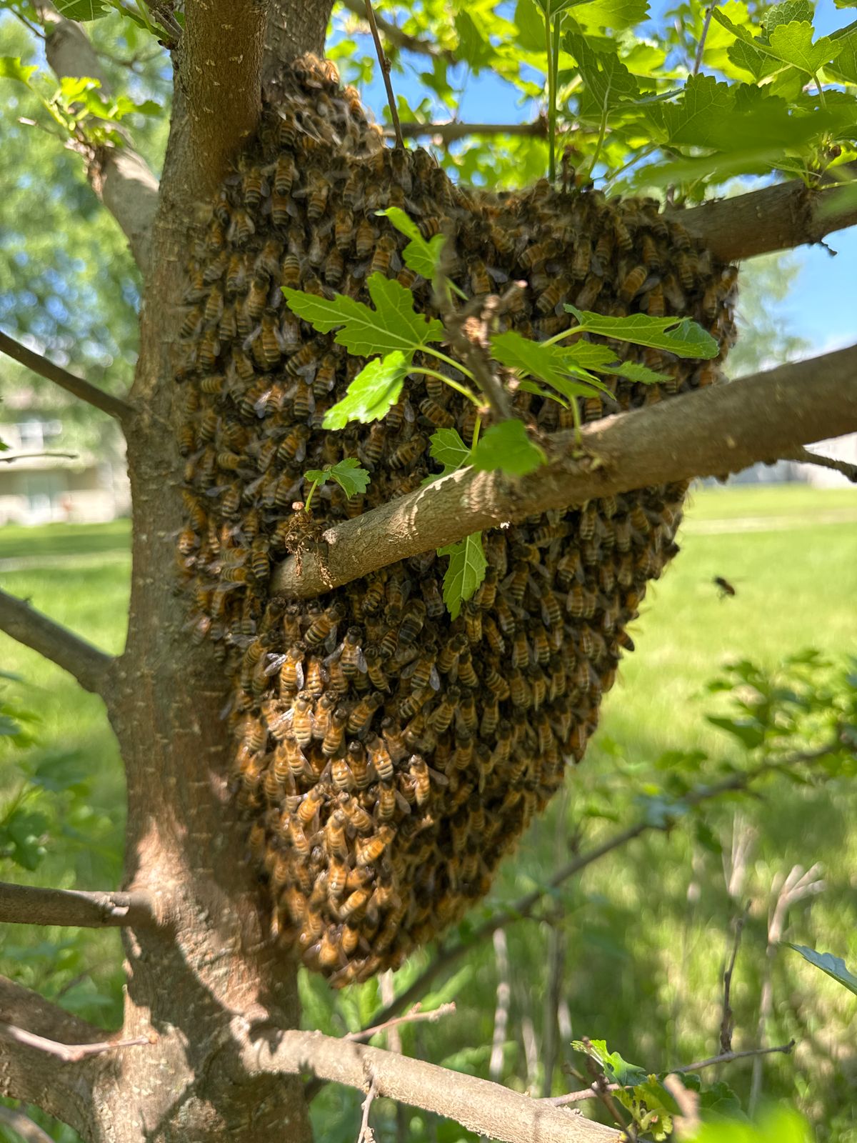 Reported a Bee Swarm in NC? Here's What Comes Next