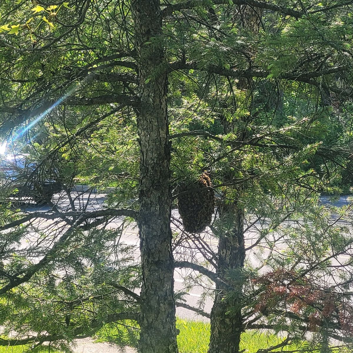 North Dakota's Bee Swarm Season: A Guide for Residents