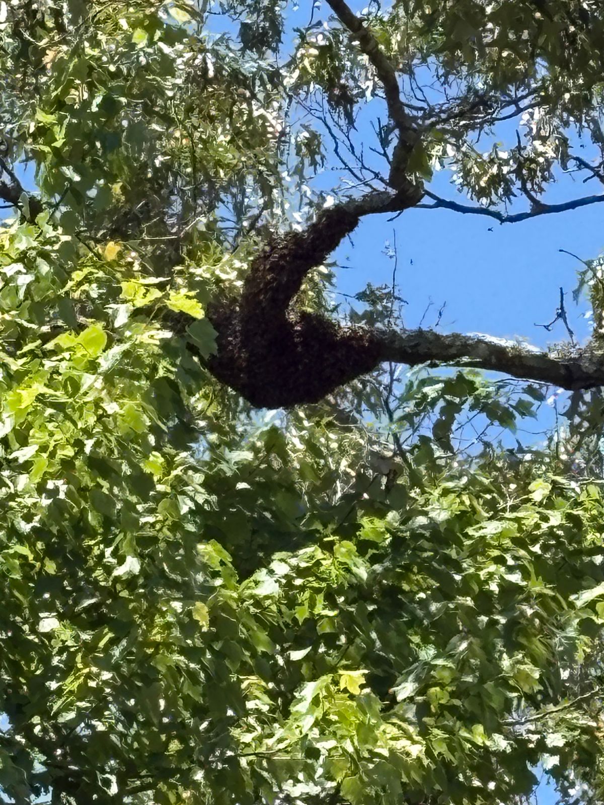Reported a Bee Swarm in Indiana? Here’s What Happens Next