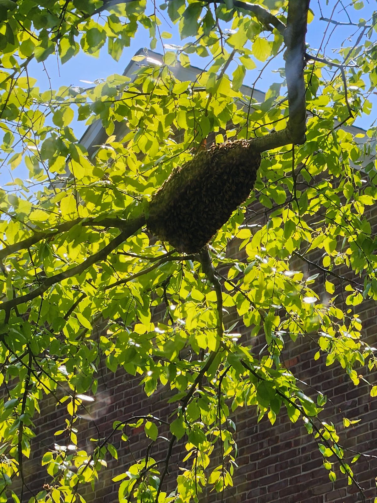 What to Do With a Bee Swarm: 3 Easy Steps for Safe Removal
