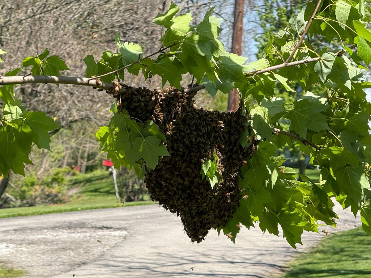 Florida Beekeeping: Seizing Opportunities in a Year-Round Season