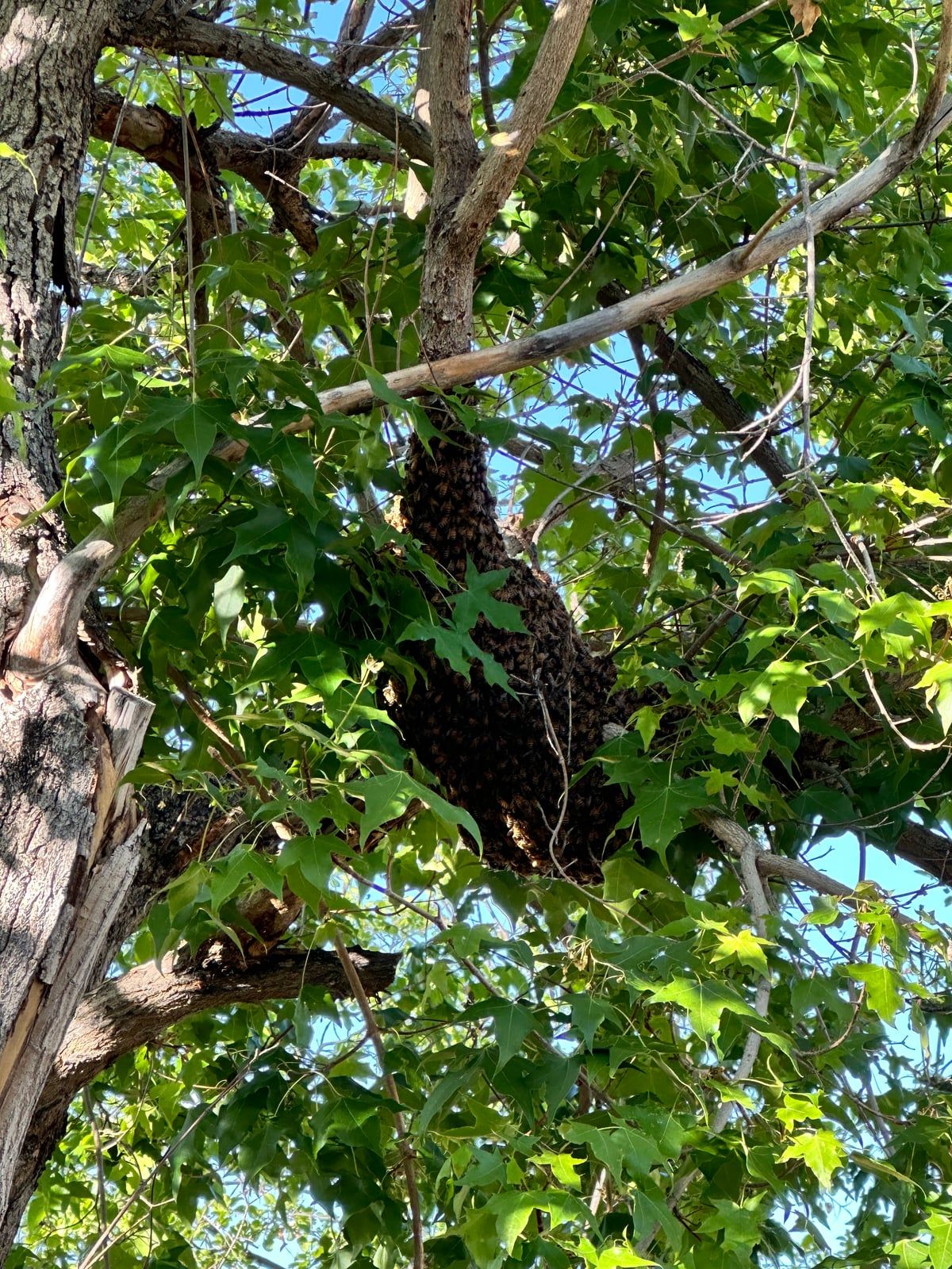 West Virginia Spring Swarm Season: A Guide to Reporting Bees
