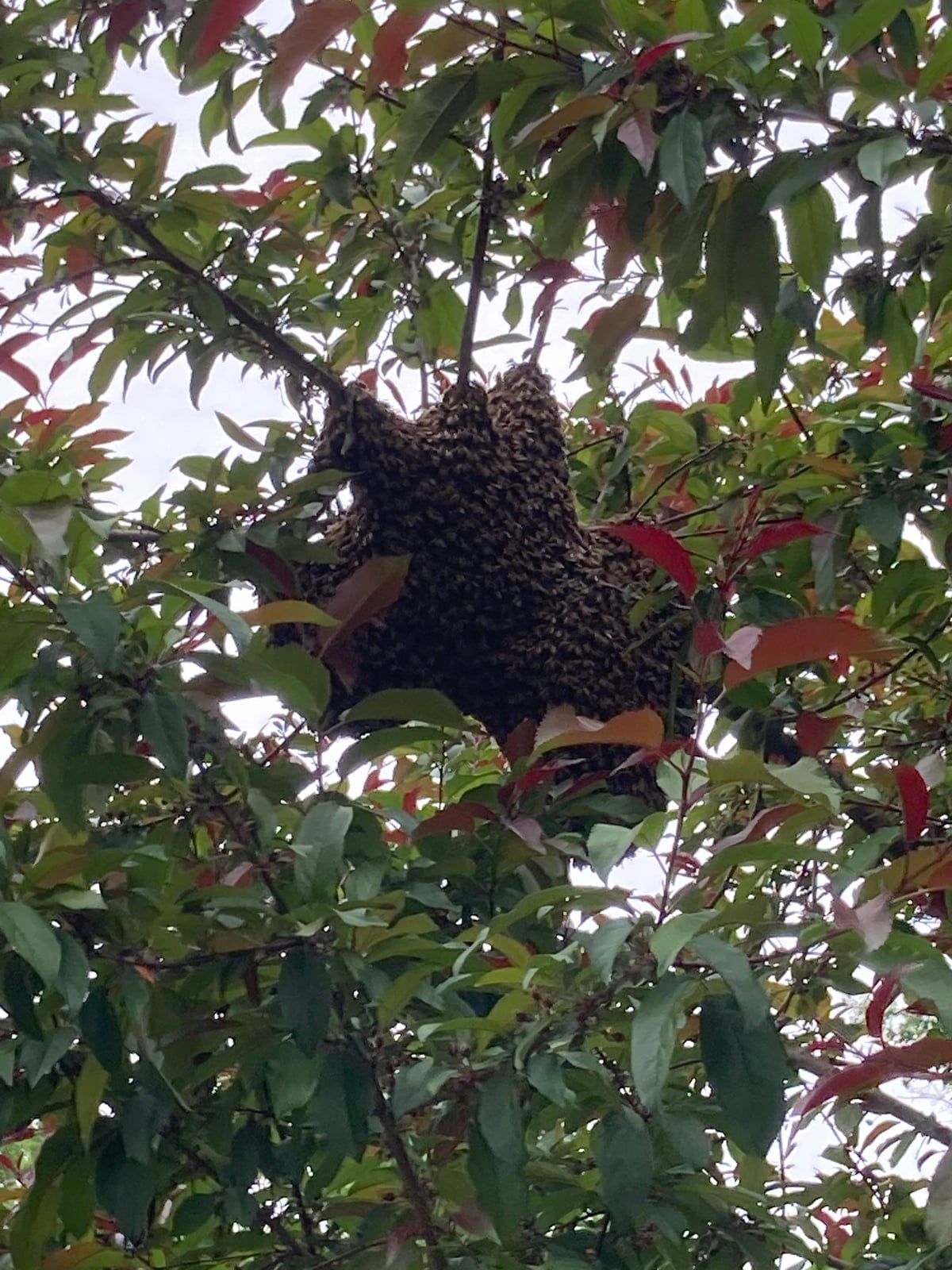 South Dakota Bee Swarm Season: A Guide for Residents