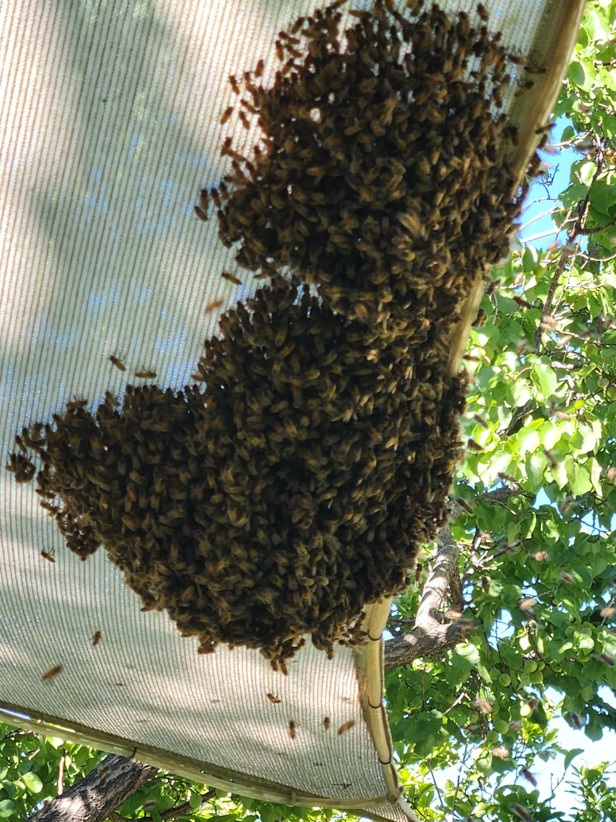 After Reporting a Bee Swarm in New Mexico: What to Expect