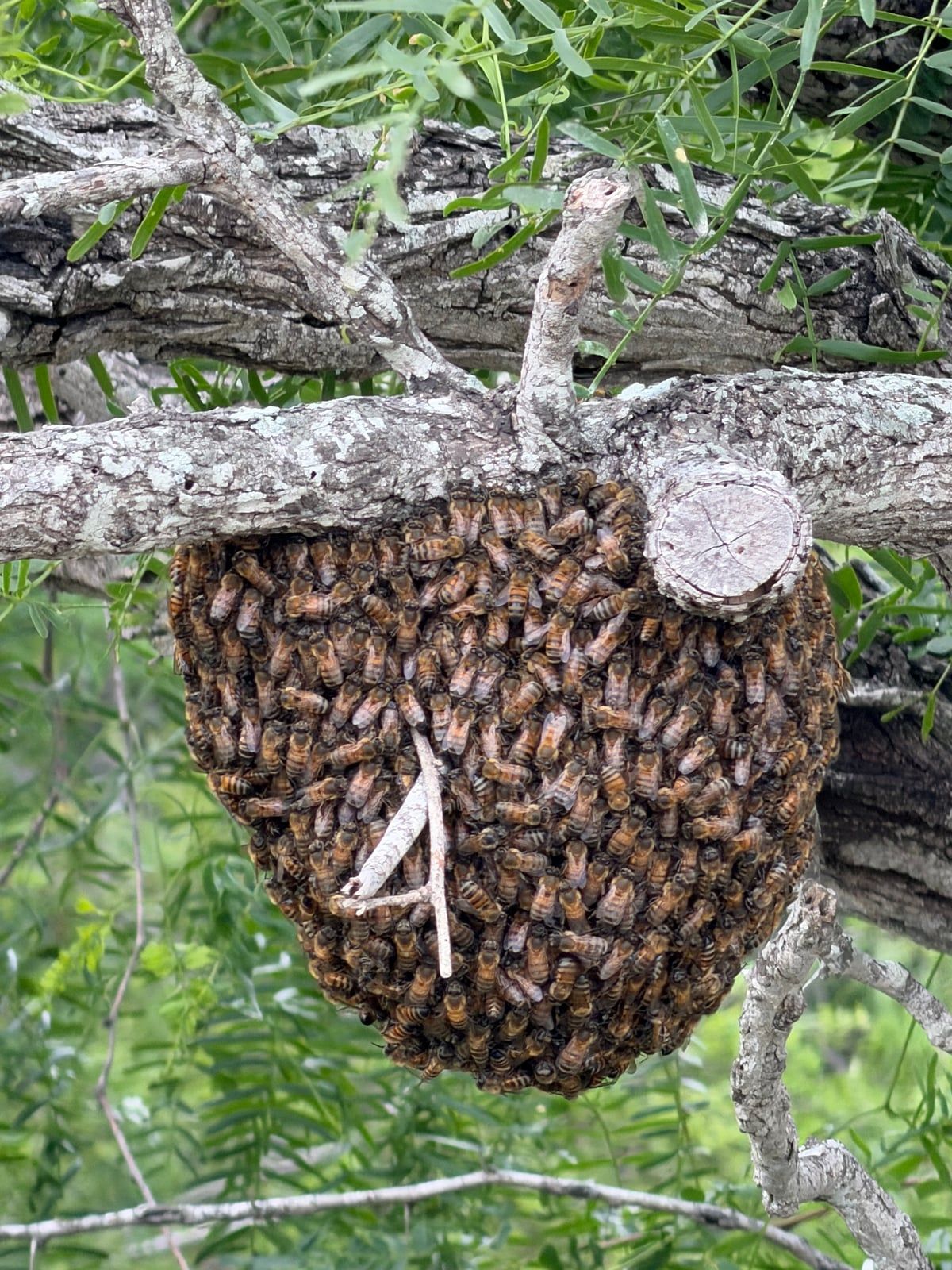Beekeeper NYC: The Essential Role in Urban Swarm Recovery