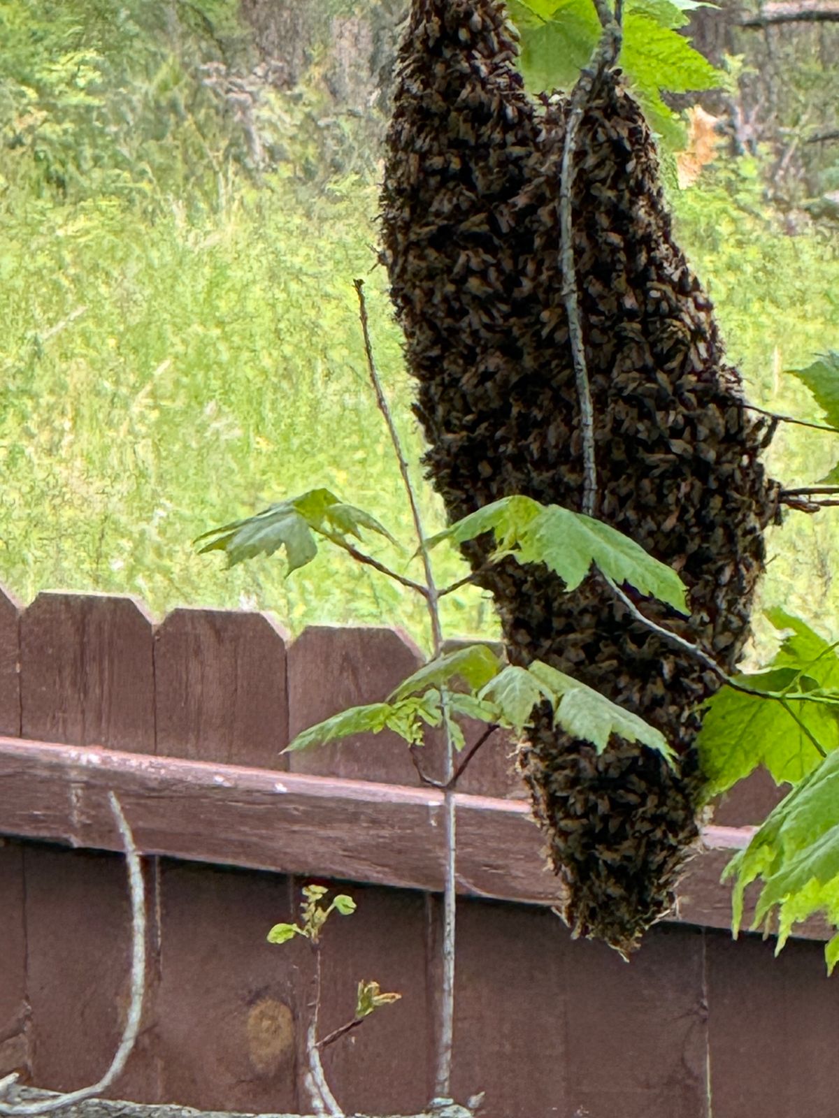 Reported a Bee Swarm? What Happens Next in the Magnolia State