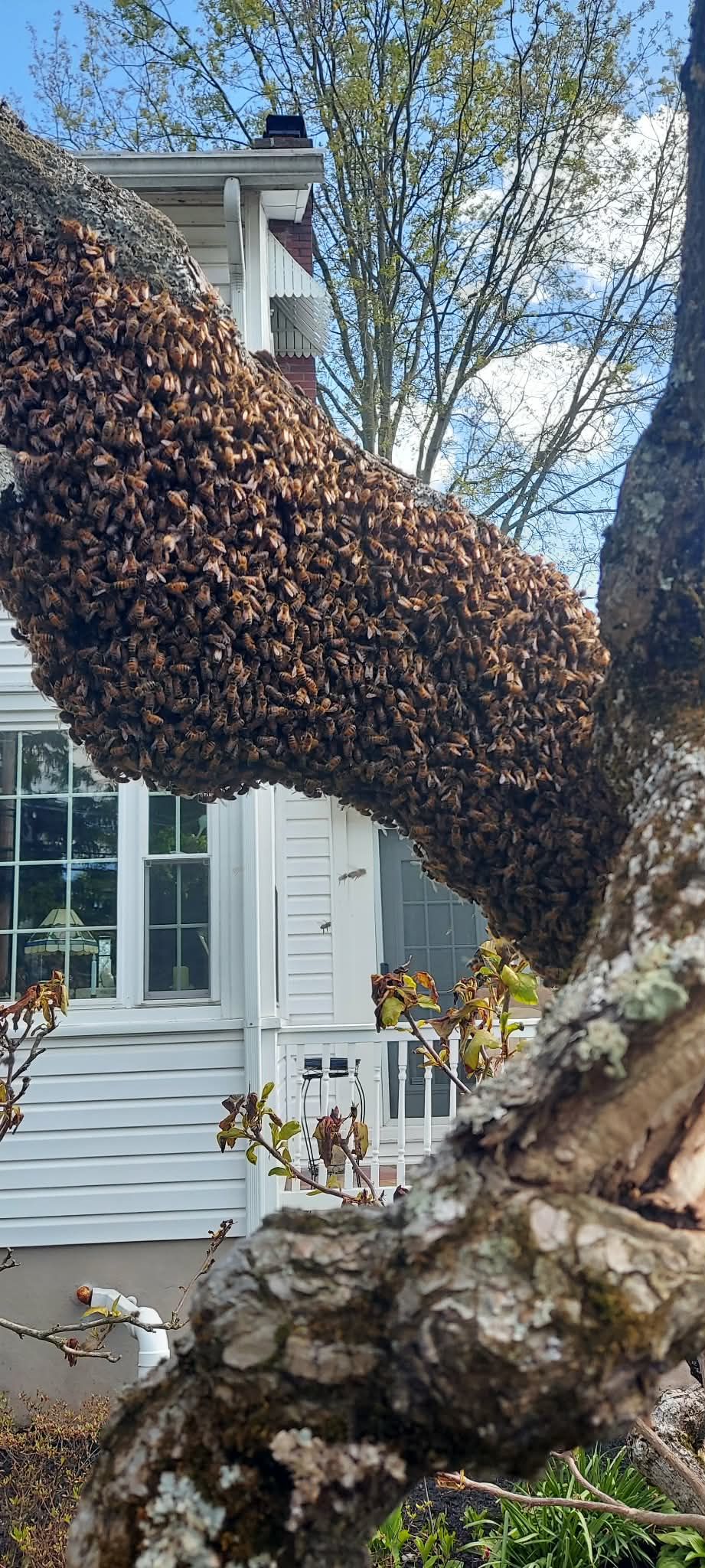 From Mountains to Metro: Strengthening the Colorado Beekeeper Network