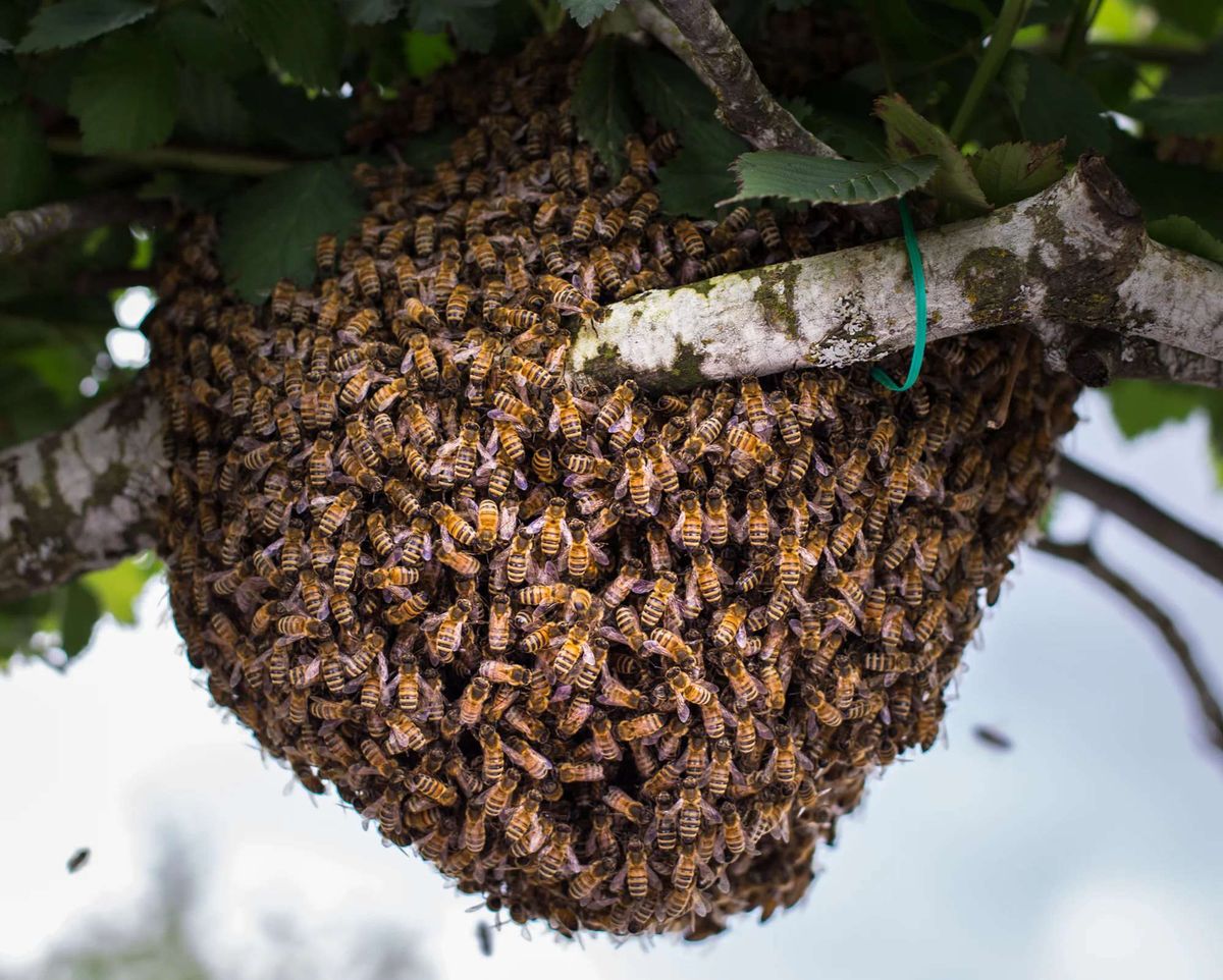 Winter Prep: Optimizing Your Swarm Traps in Minnesota