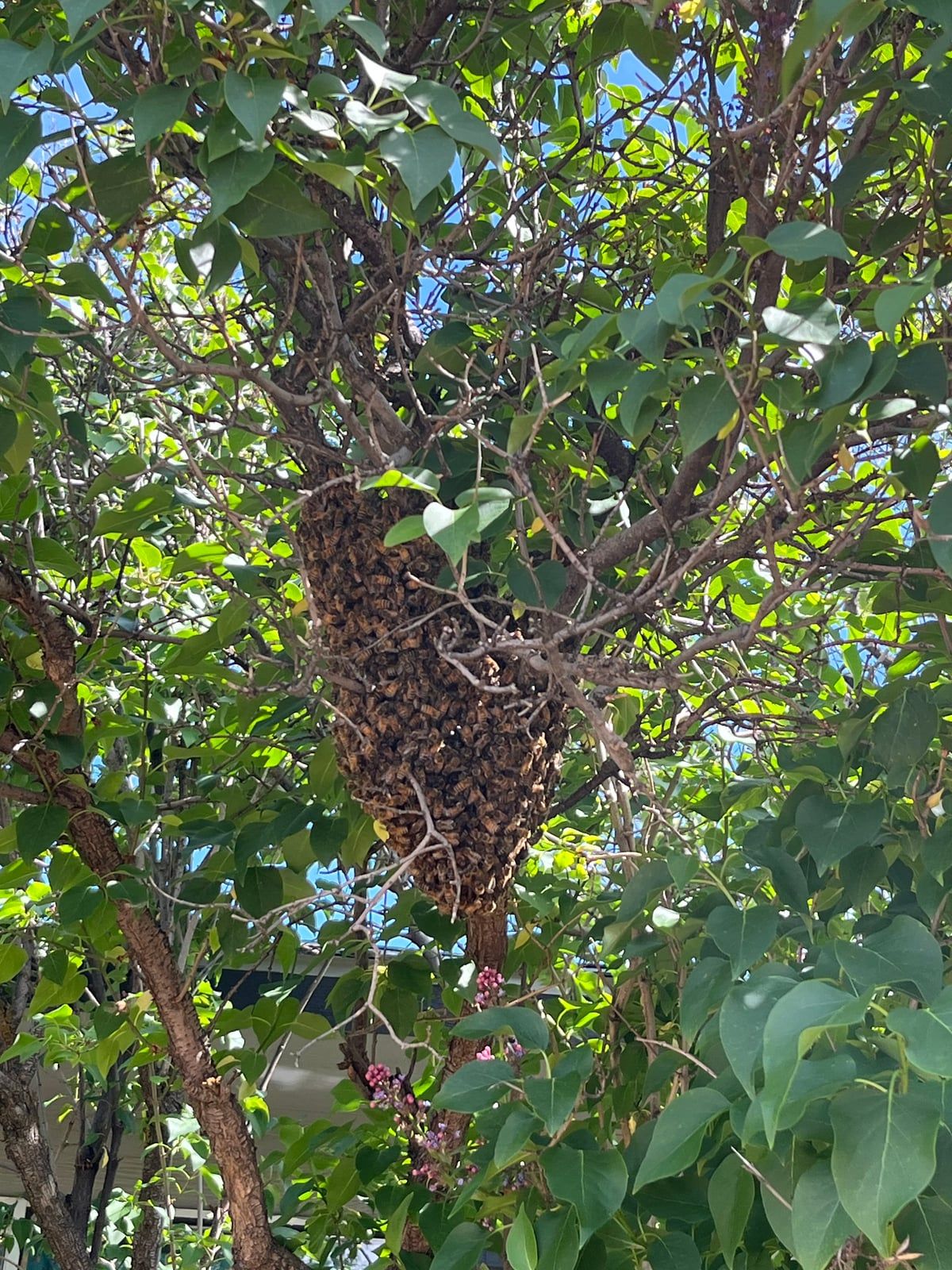 Massachusetts Swarm Patrol: Why Boston's Beekeepers Are Ready