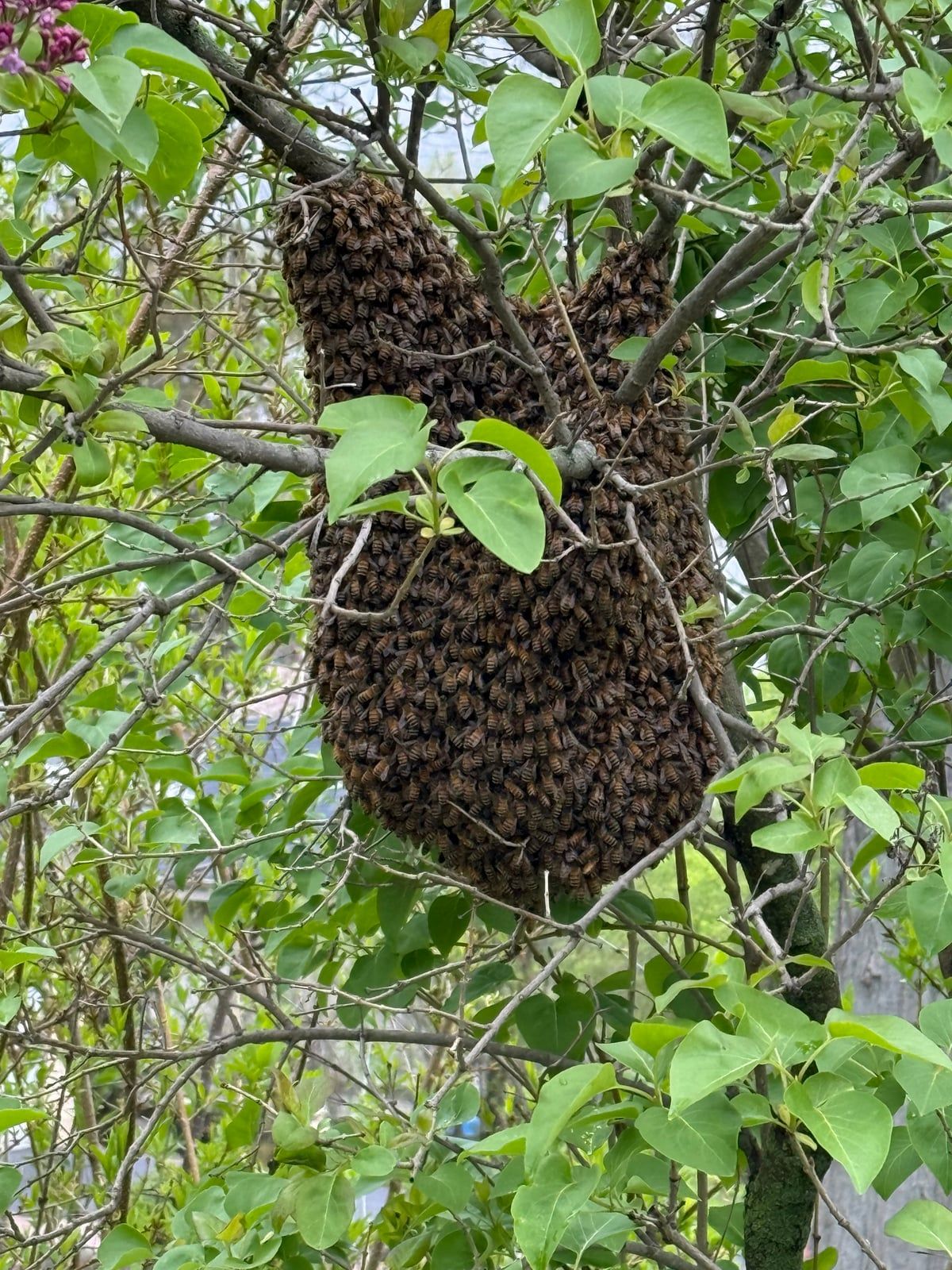 A Guide to New Jersey's Spring Bee Swarm Season