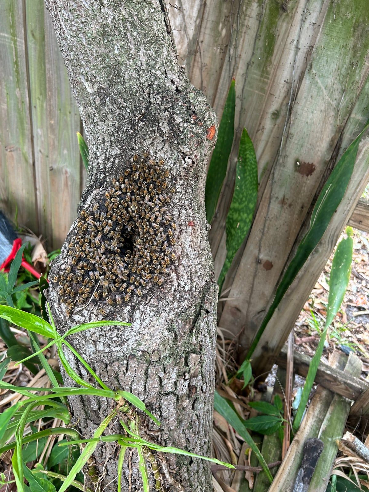Missouri Bee Swarm Help: A Spring Guide for Homeowners