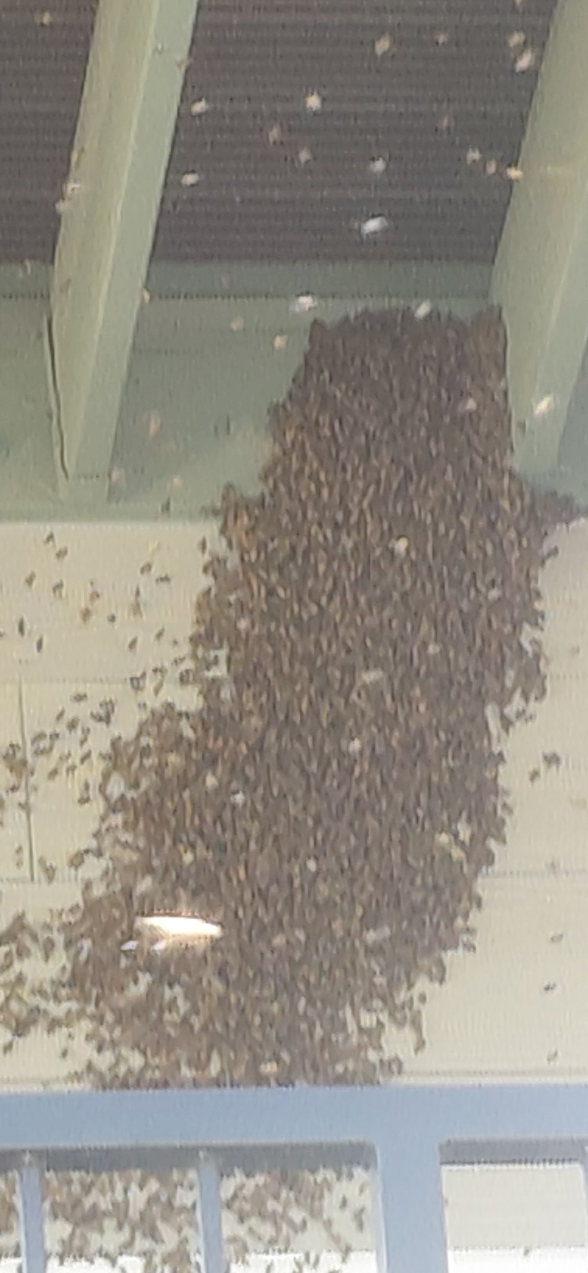 A Beekeeper's Guide to Swarm Season in California