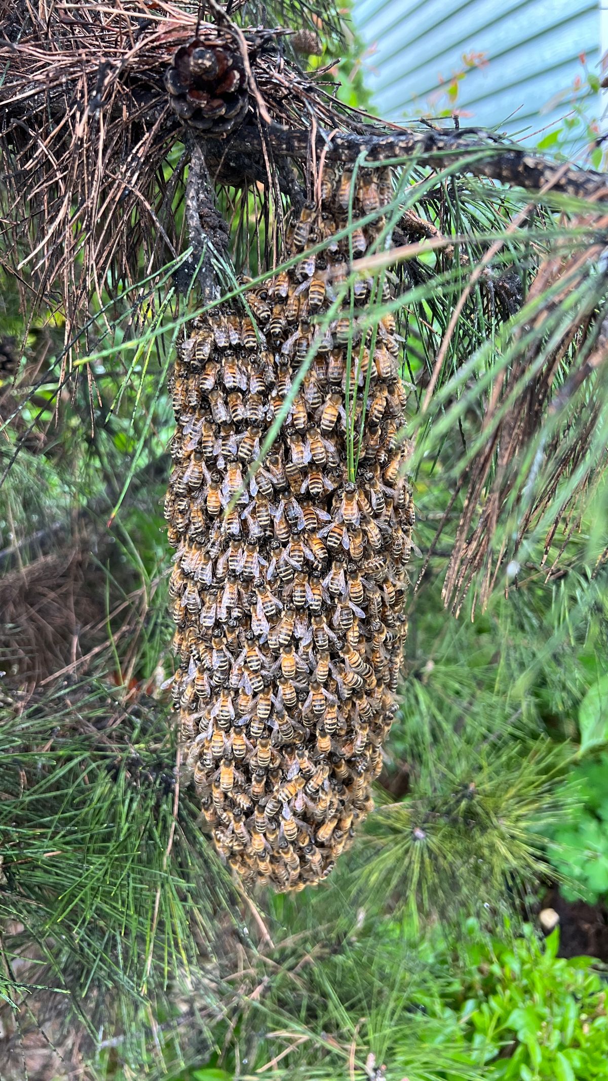 Honey Bee Swarms in Florida: Your Guide to Safe Reporting