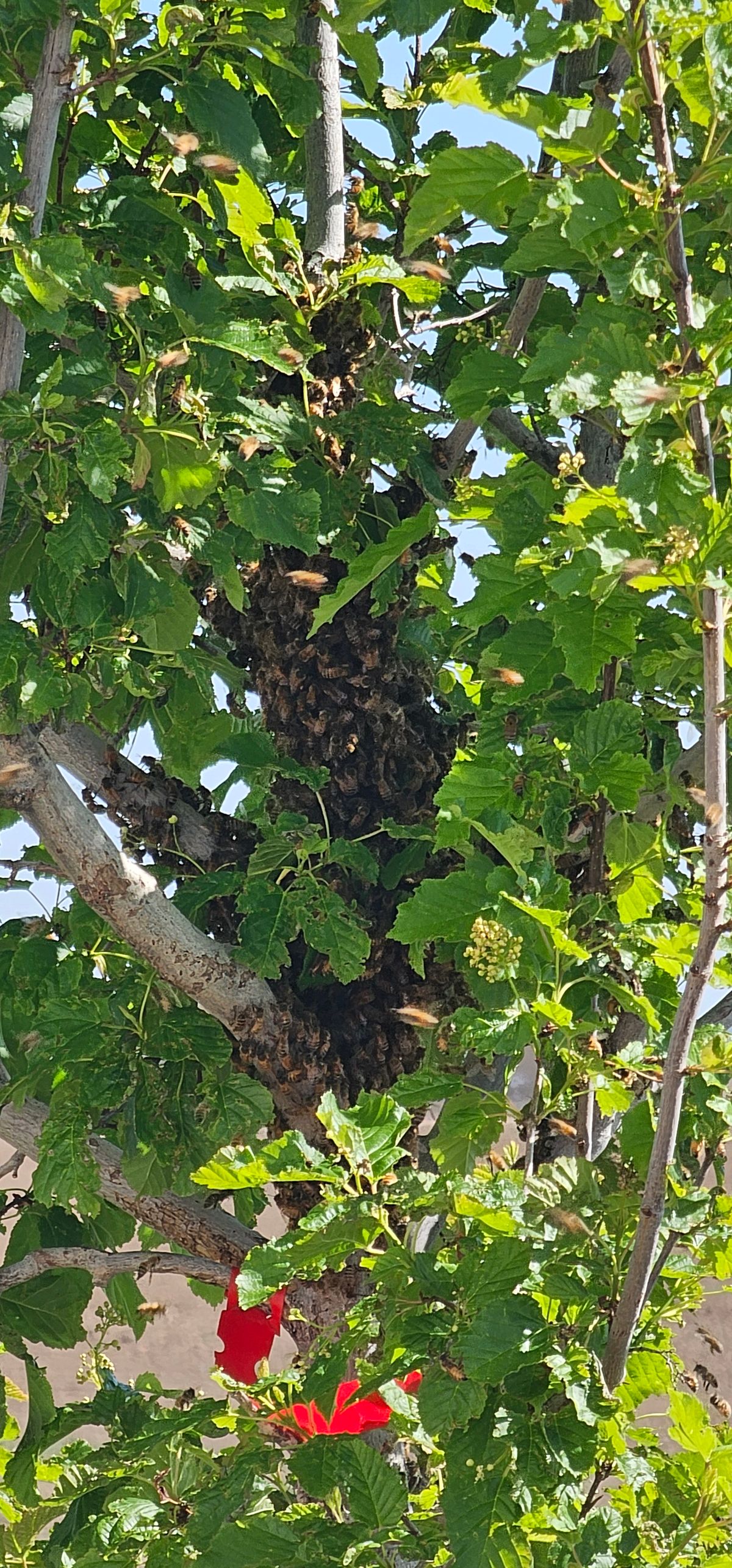Reported a Bee Swarm in Montana? Here's What to Expect