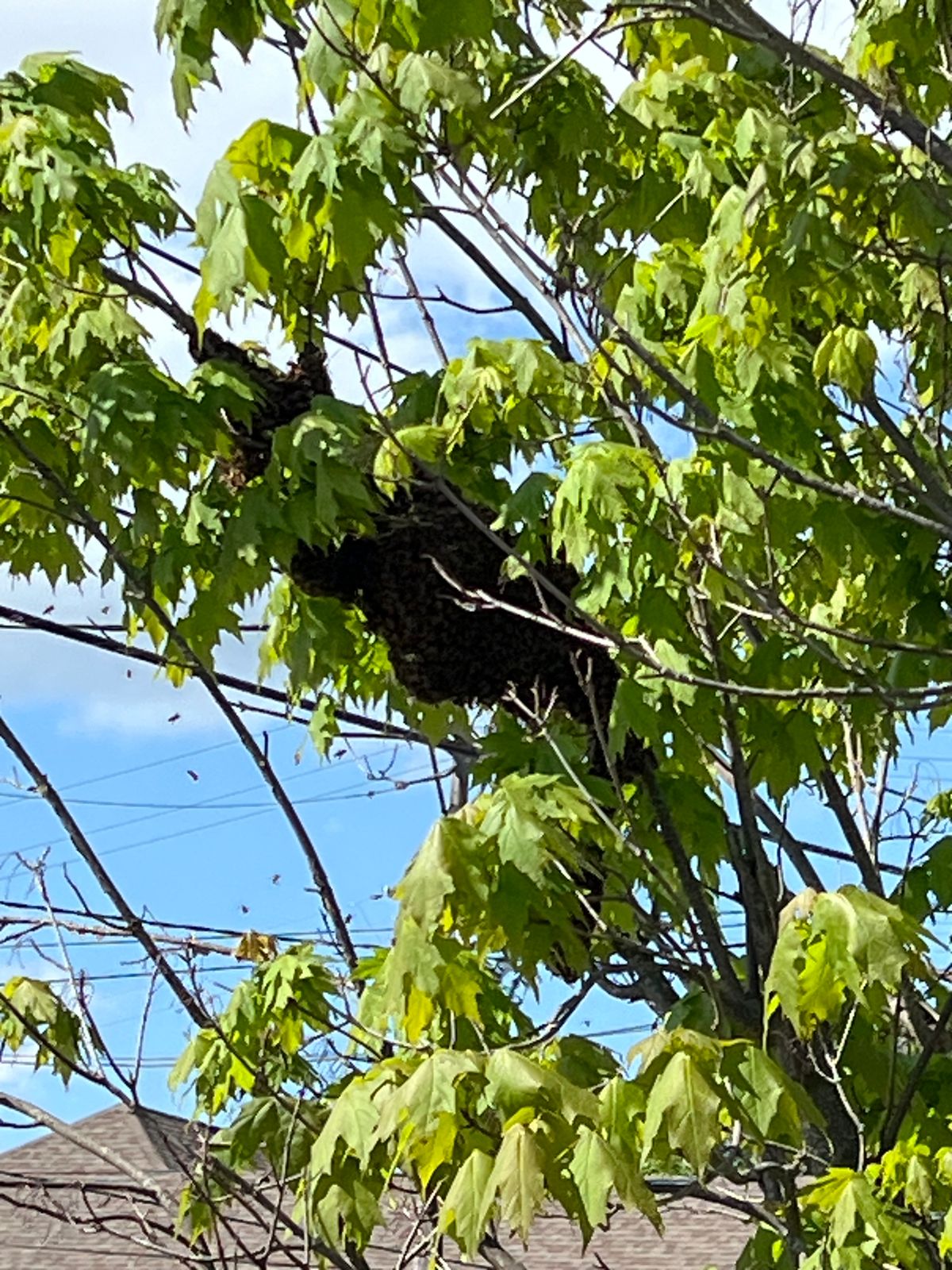 Reported a Bee Swarm in California? Here's What Happens Next