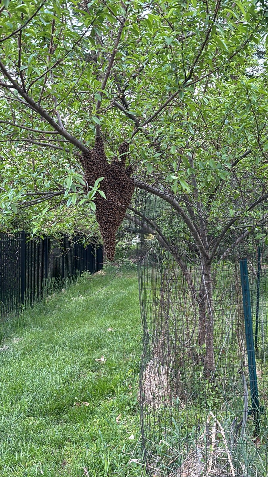 Bee Exterminator vs. Beekeeper: The Right Call for a Bee Swarm